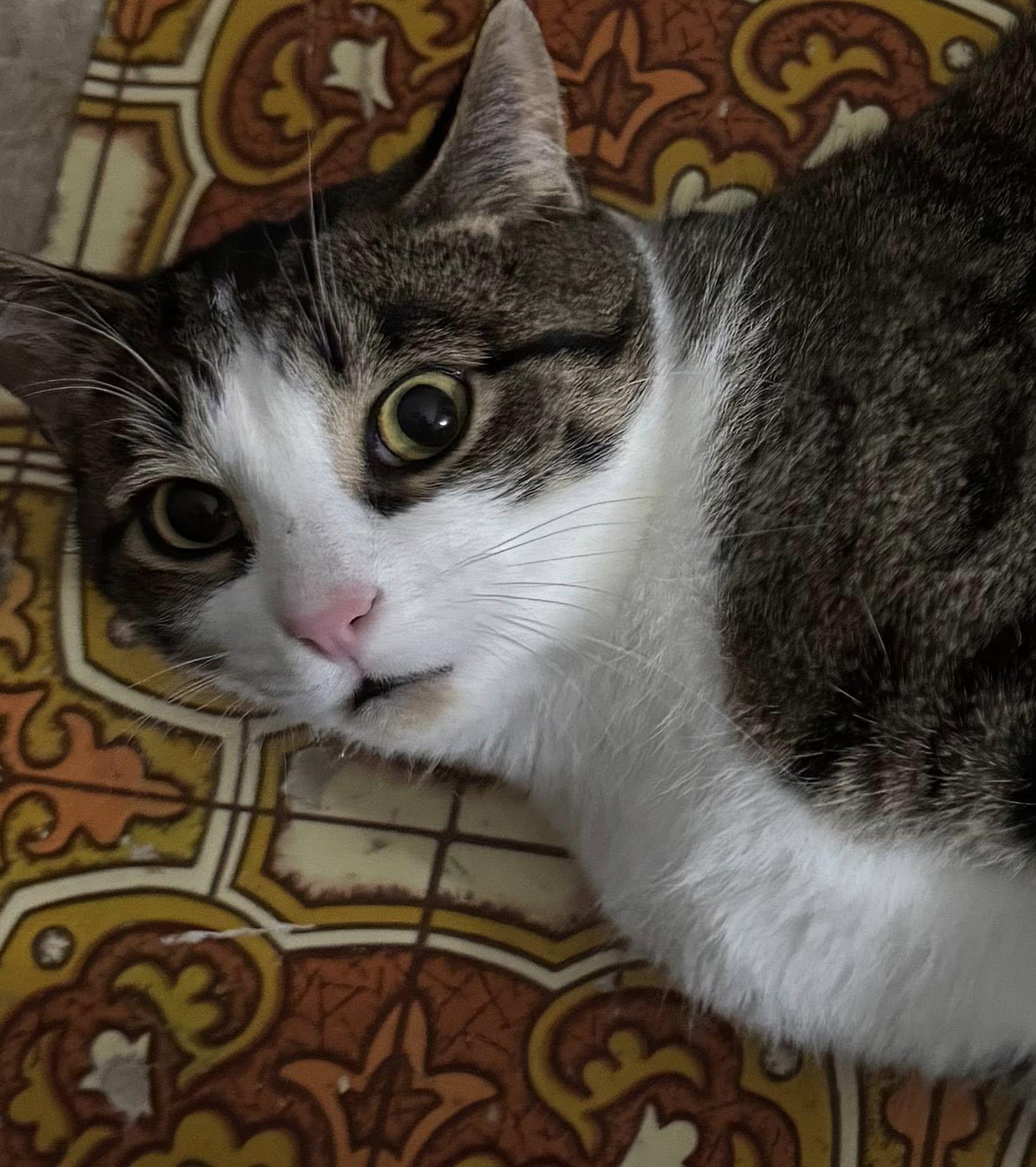 Enlarge Malcolm, a Adoptable Domestic Short Hair in Kemptville, ON image 4/6