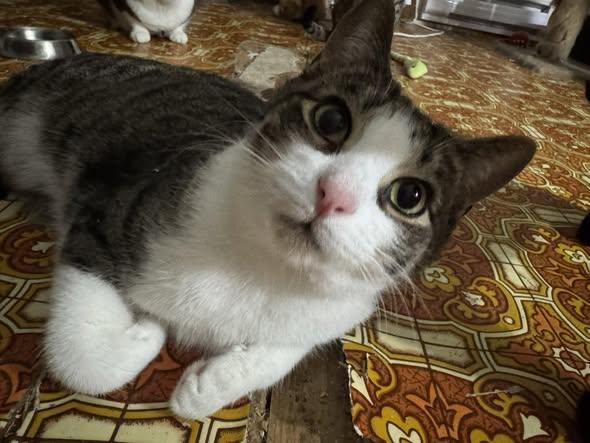 Enlarge Malcolm, a Adoptable Domestic Short Hair in Kemptville, ON image 1/6