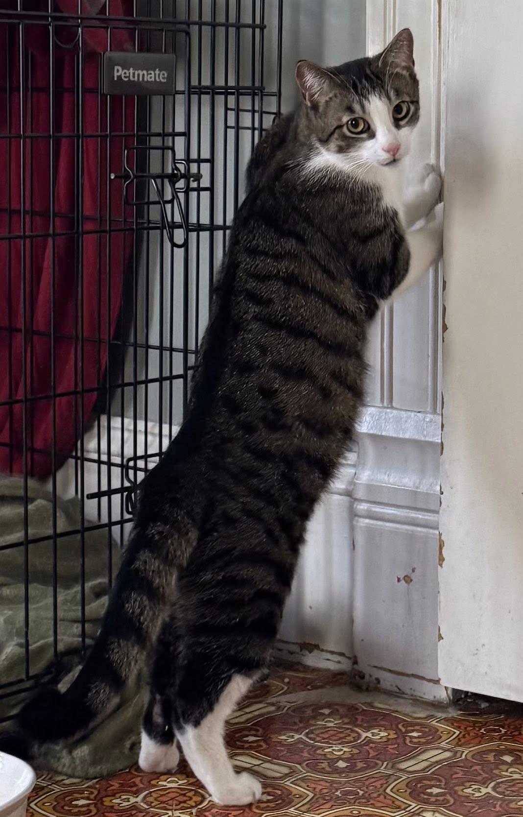 Enlarge Malcom, a Adoptable Domestic Short Hair in Spencerville, ON image 3/4