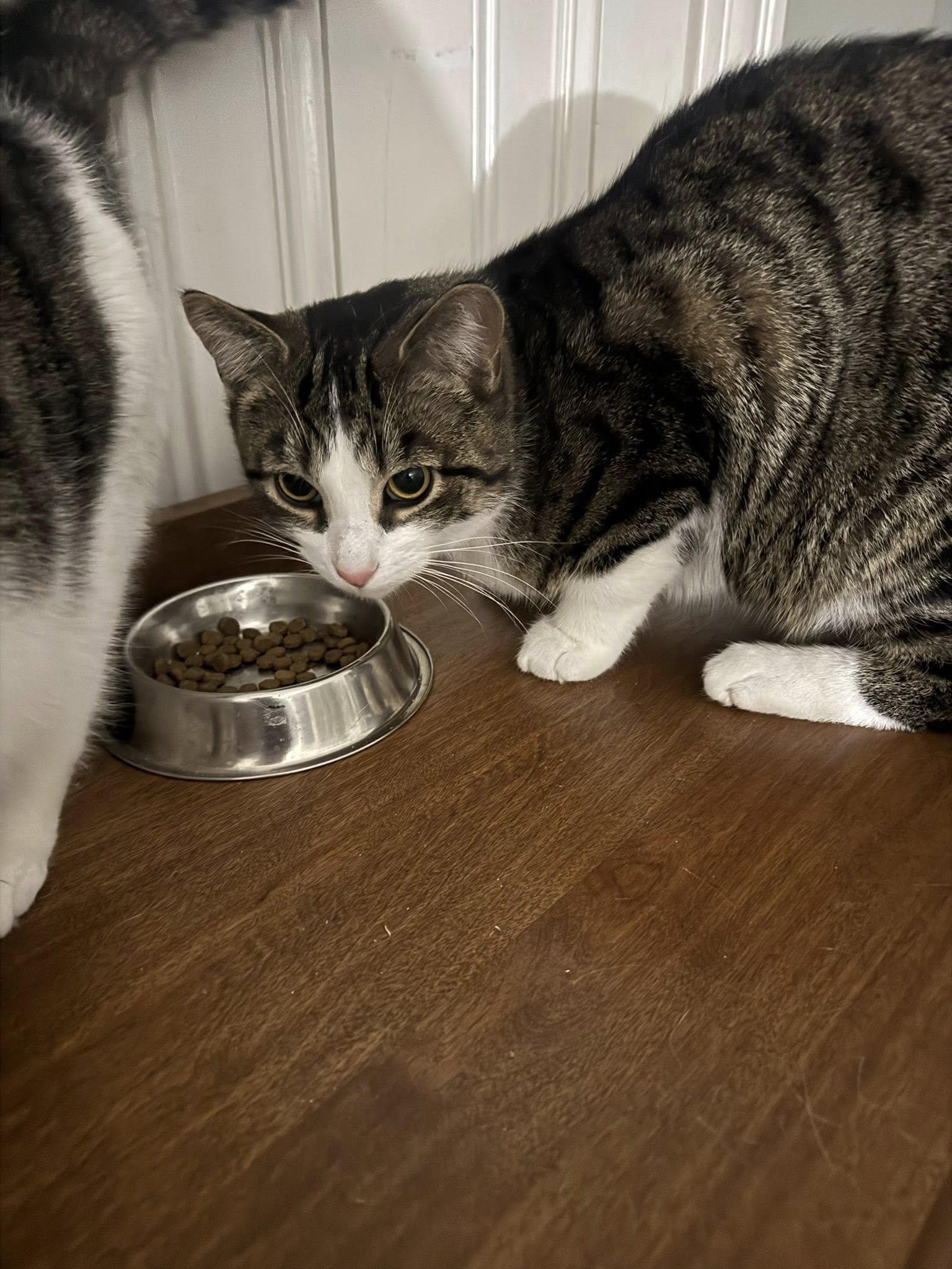 Enlarge Malcom, a Adoptable Domestic Short Hair in Spencerville, ON image 4/4