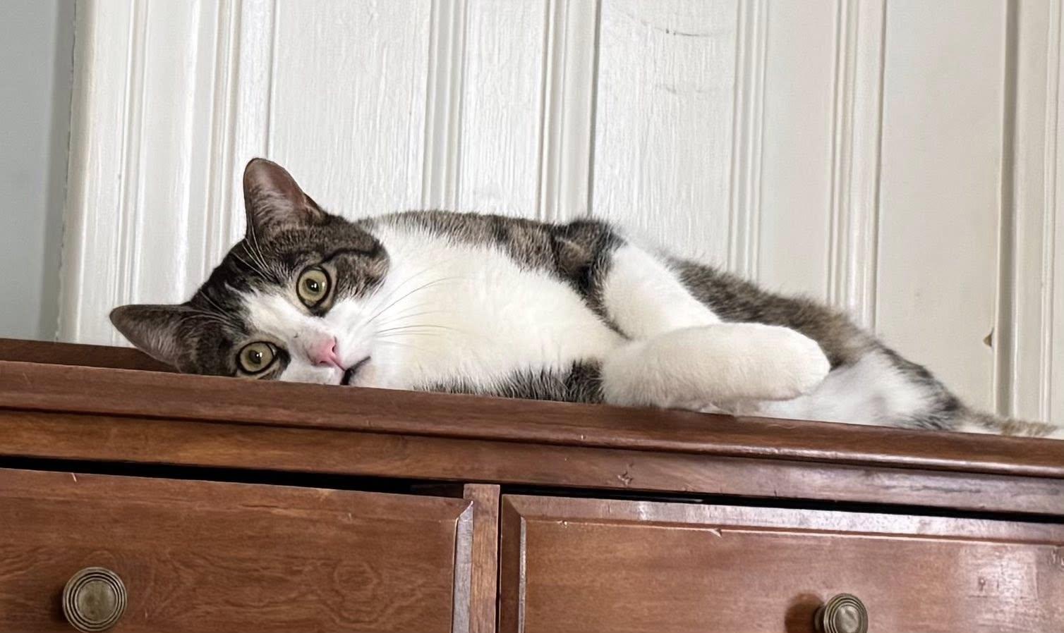 Enlarge Malcolm, a Adoptable Domestic Short Hair in Kemptville, ON image 3/6