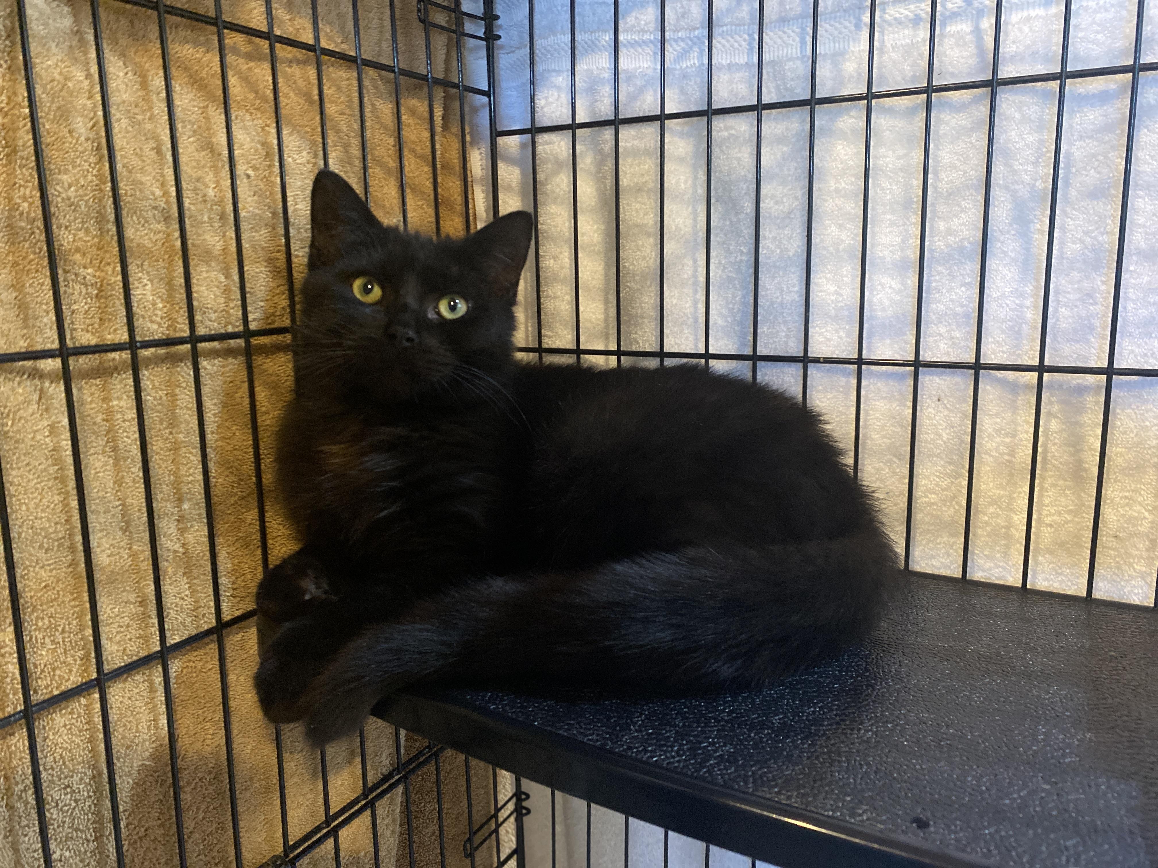 Flannel, adopted, Kitten Male Domestic Short Hair.