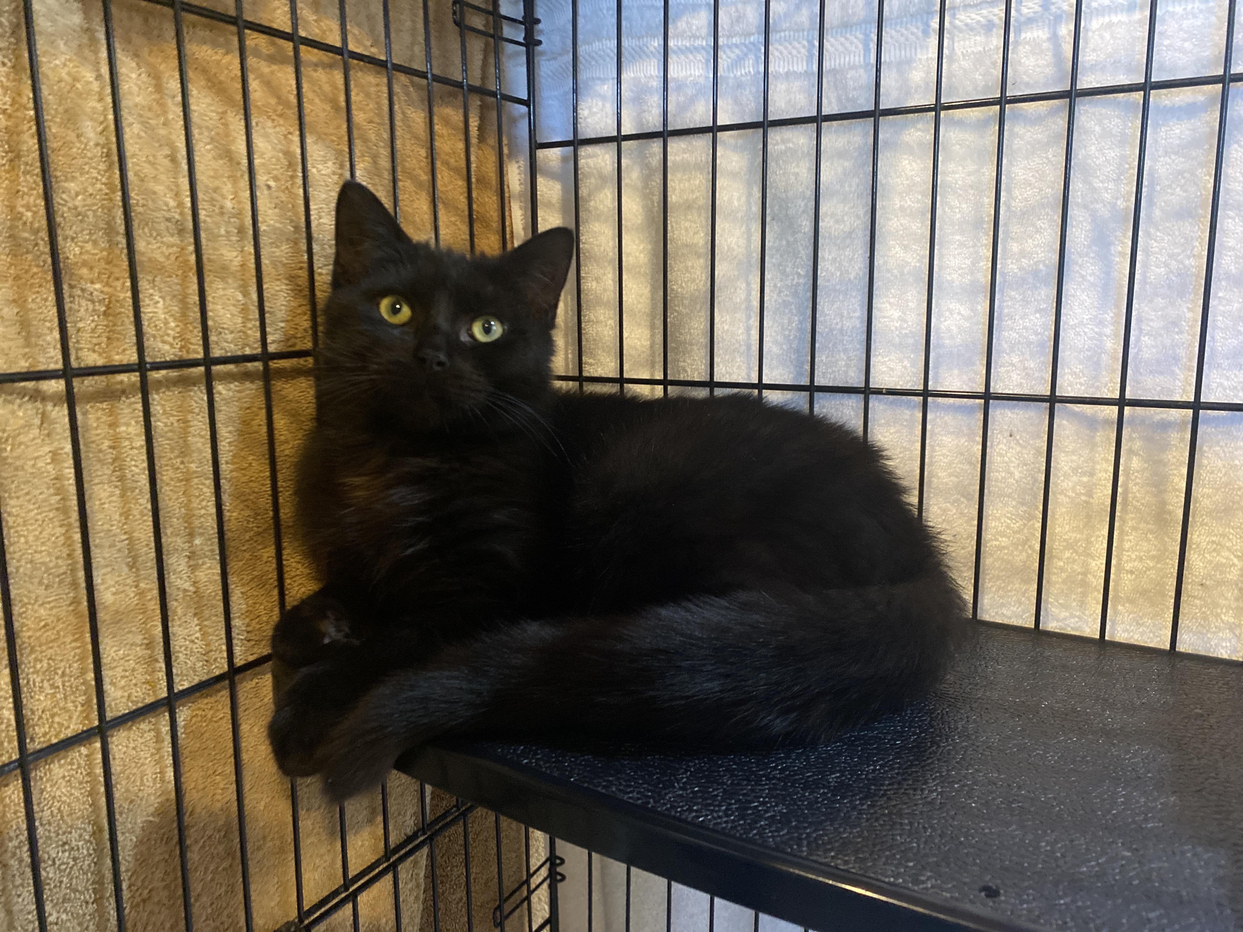 Flannel, an adopted Domestic Short Hair in Salisbury, MA image 3/3