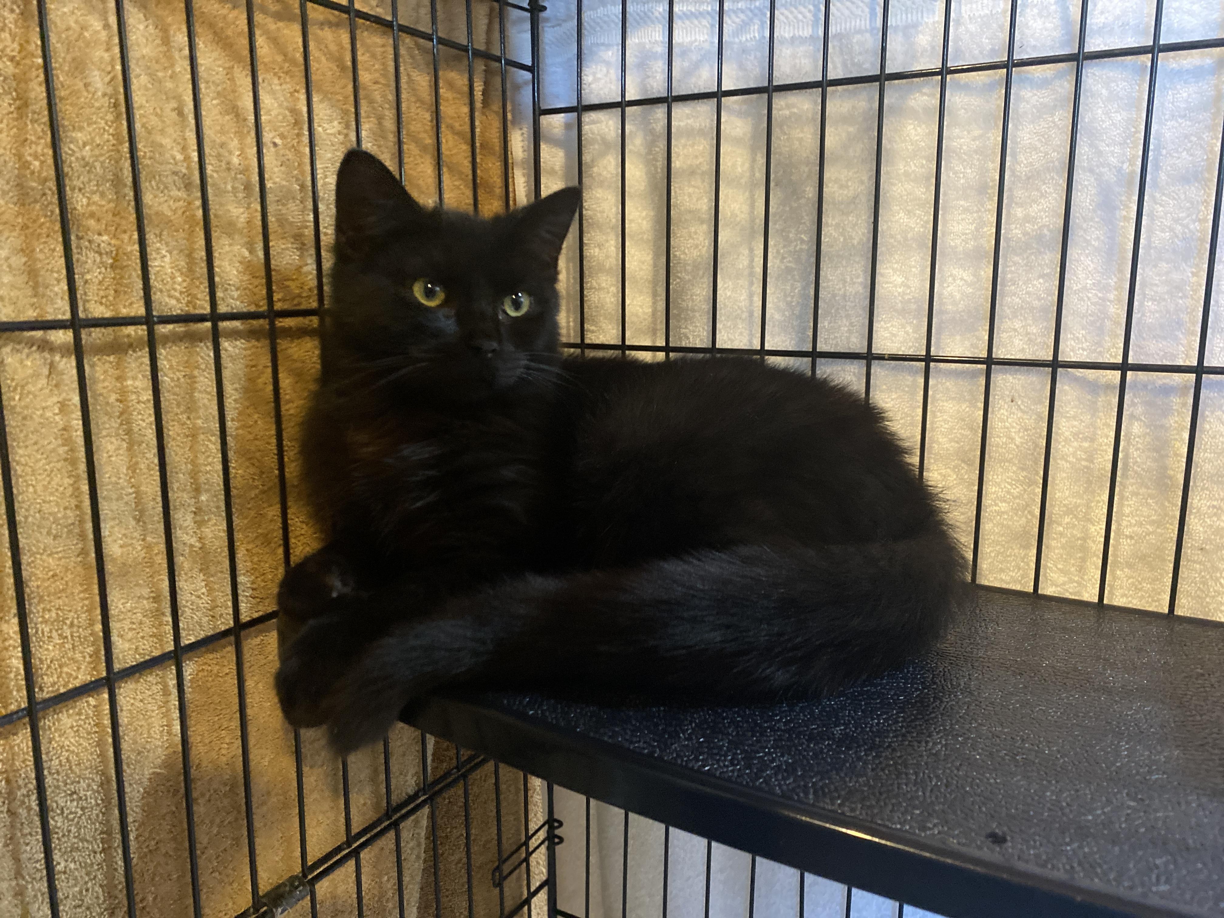 Flannel, an adopted Domestic Short Hair in Salisbury, MA image 2/3