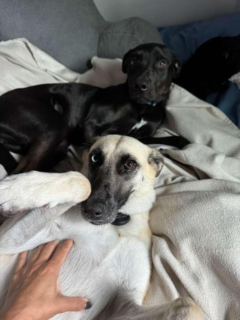 Enlarge Callie, a Adoptable mixed breed in Whittier, CA image 5/6