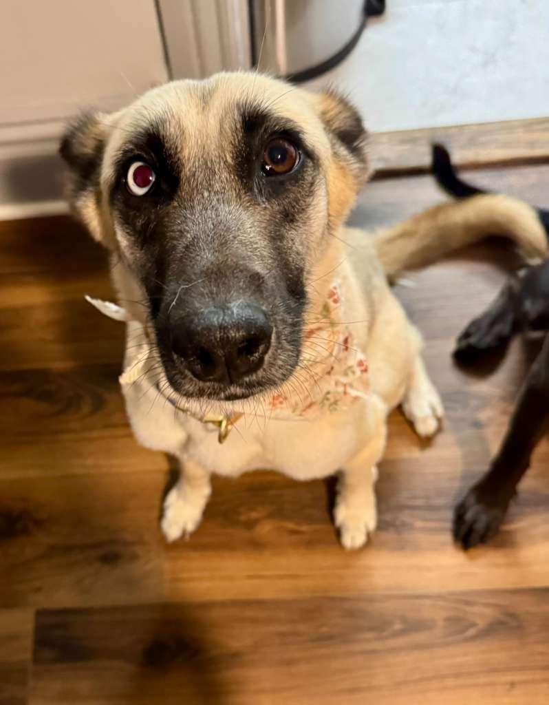 Enlarge Callie, a Adoptable mixed breed in Whittier, CA image 4/6
