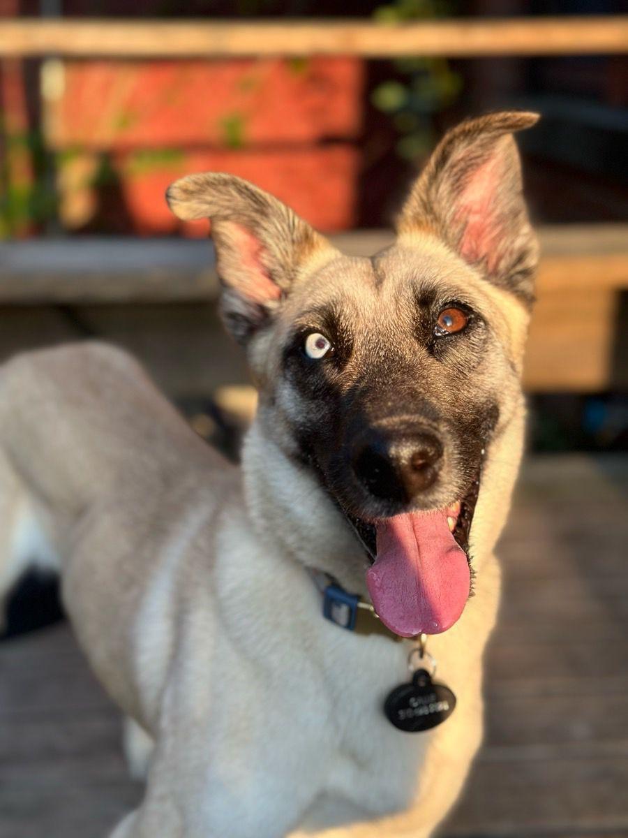 Callie, Adoptable, Adult Female Siberian Husky & Shepherd.