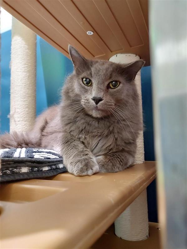Shaggy, a Adoptable Domestic Short Hair in Elk Grove, CA image 1/2