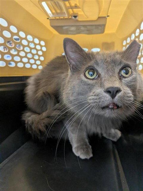 Shaggy, a Adoptable Domestic Short Hair in Elk Grove, CA image 2/2