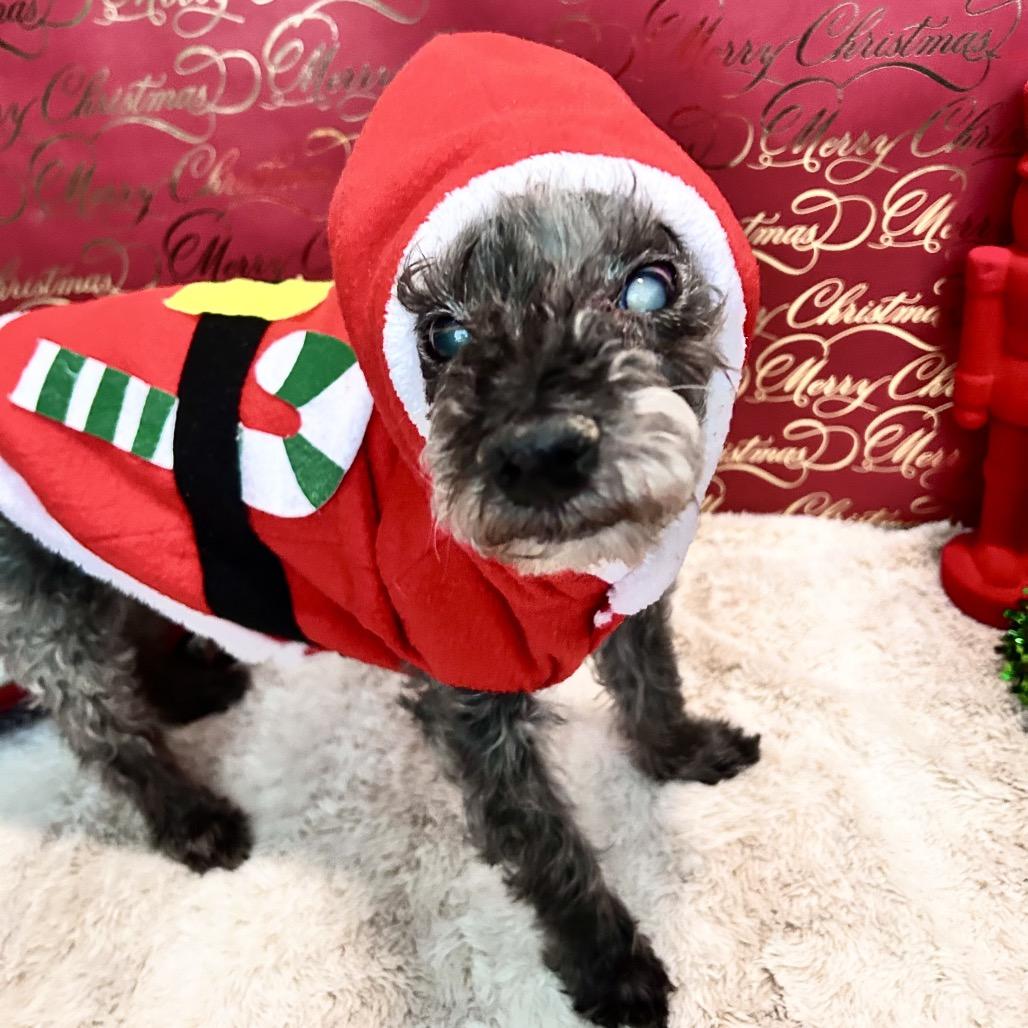 Bentley, Adoptable, Senior Male Poodle & Yorkshire Terrier.