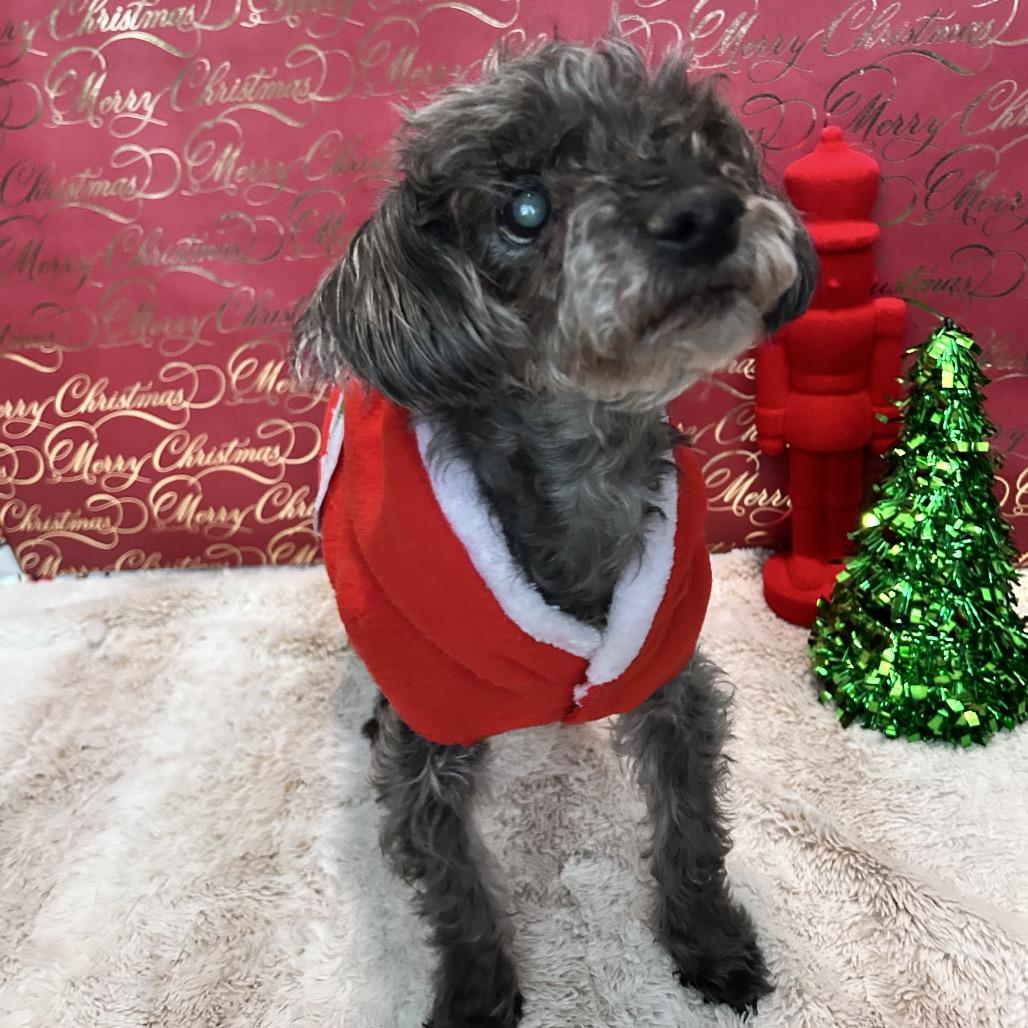 Enlarge Bentley, a Adoptable mixed breed in Fredericksburg, VA image 2/3