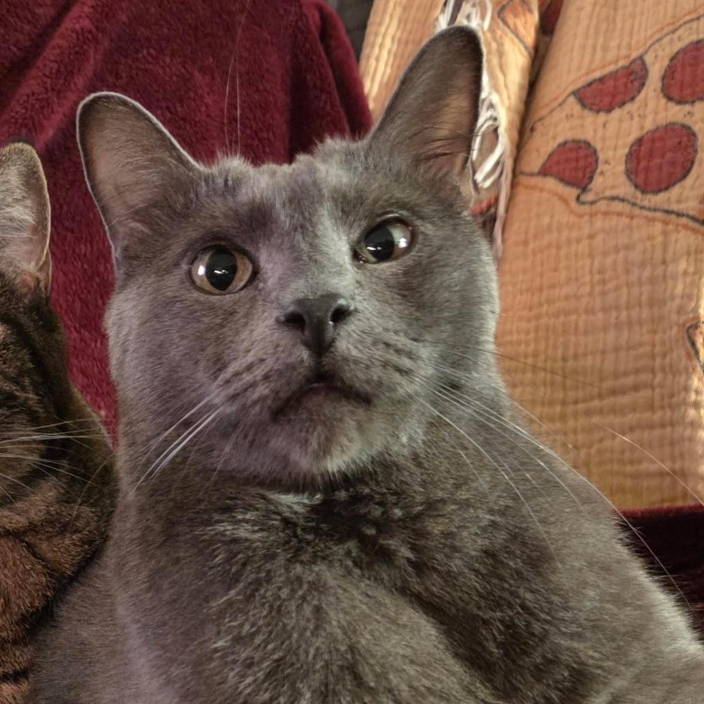 Regal, Adoptable, Adult Male Russian Blue & Domestic Short Hair.
