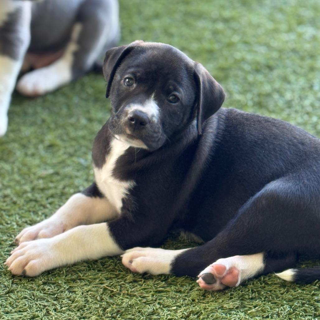 Enlarge RANGO, a Adoptable mixed breed in Wellington, FL image 1/2