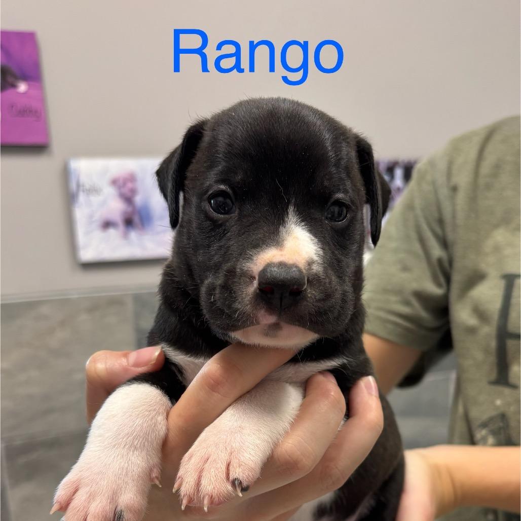 Enlarge RANGO, a Adoptable mixed breed in Wellington, FL image 2/2