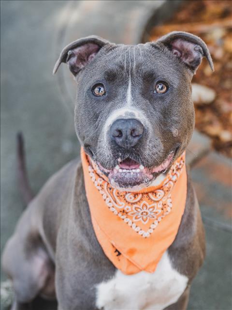 MADLYN, Adoptable, Adult Female Pit Bull Terrier.