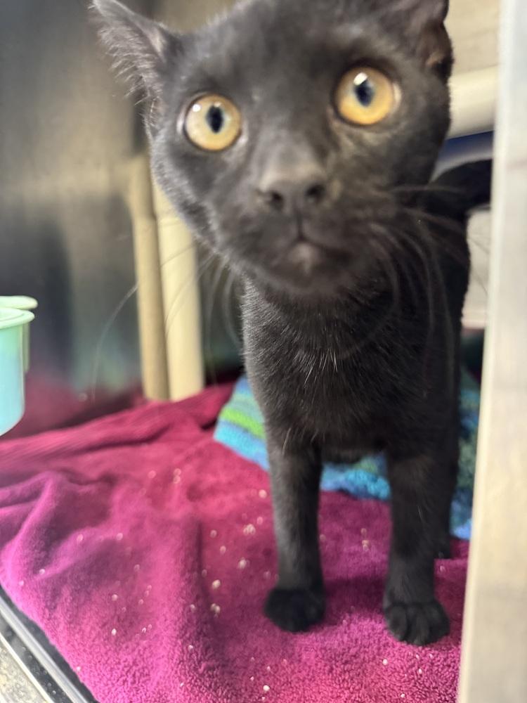 Cornichon, Adoptable, Kitten Female Domestic Short Hair.