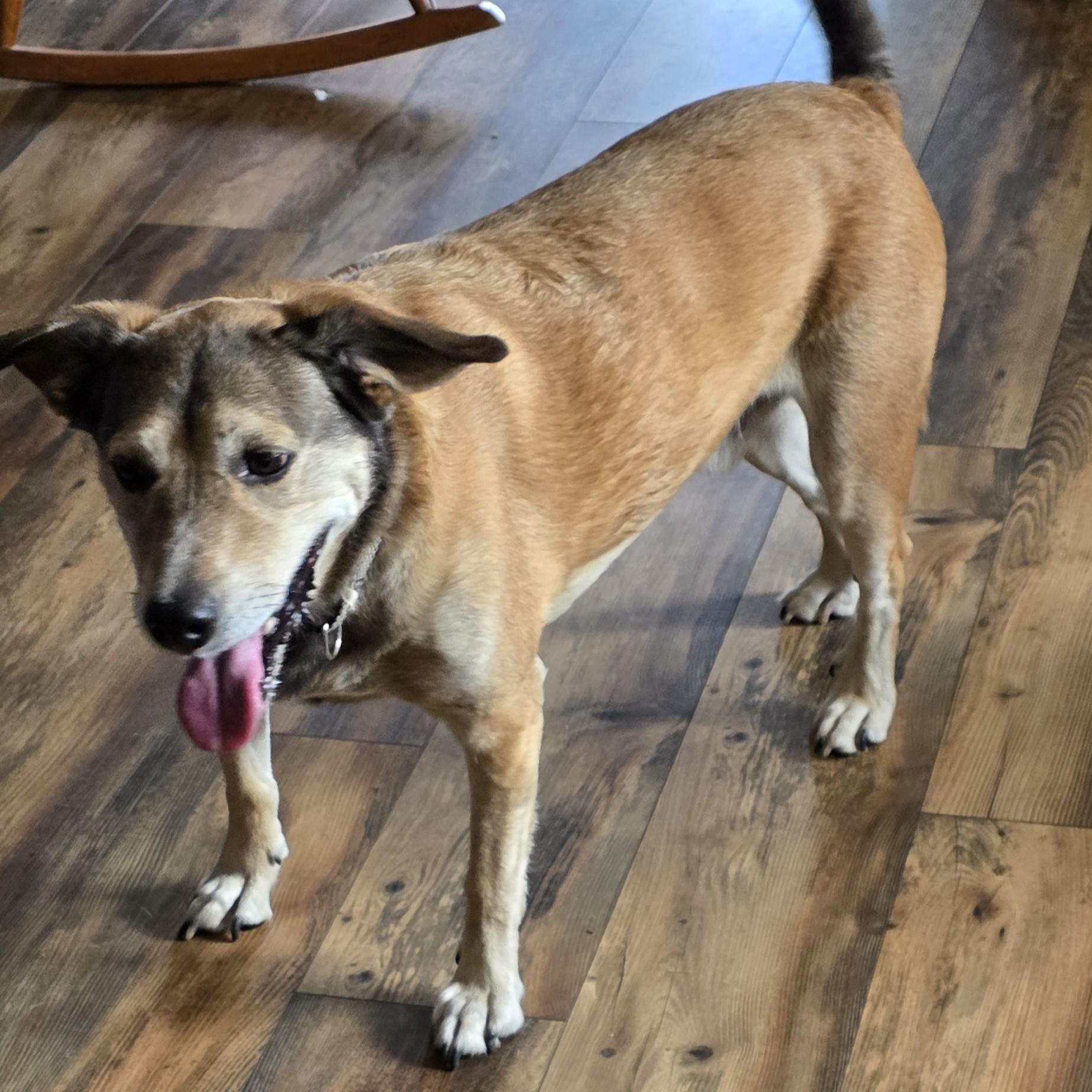 Enlarge Ziggy Courtesy Listing, an adopted mixed breed in Midland, MI image 1/1