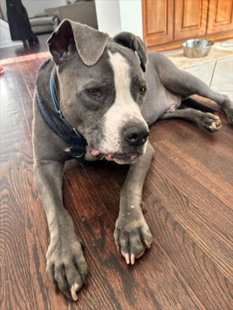 SKY, Adoptable, Senior Male Pit Bull Terrier & Mixed Breed.