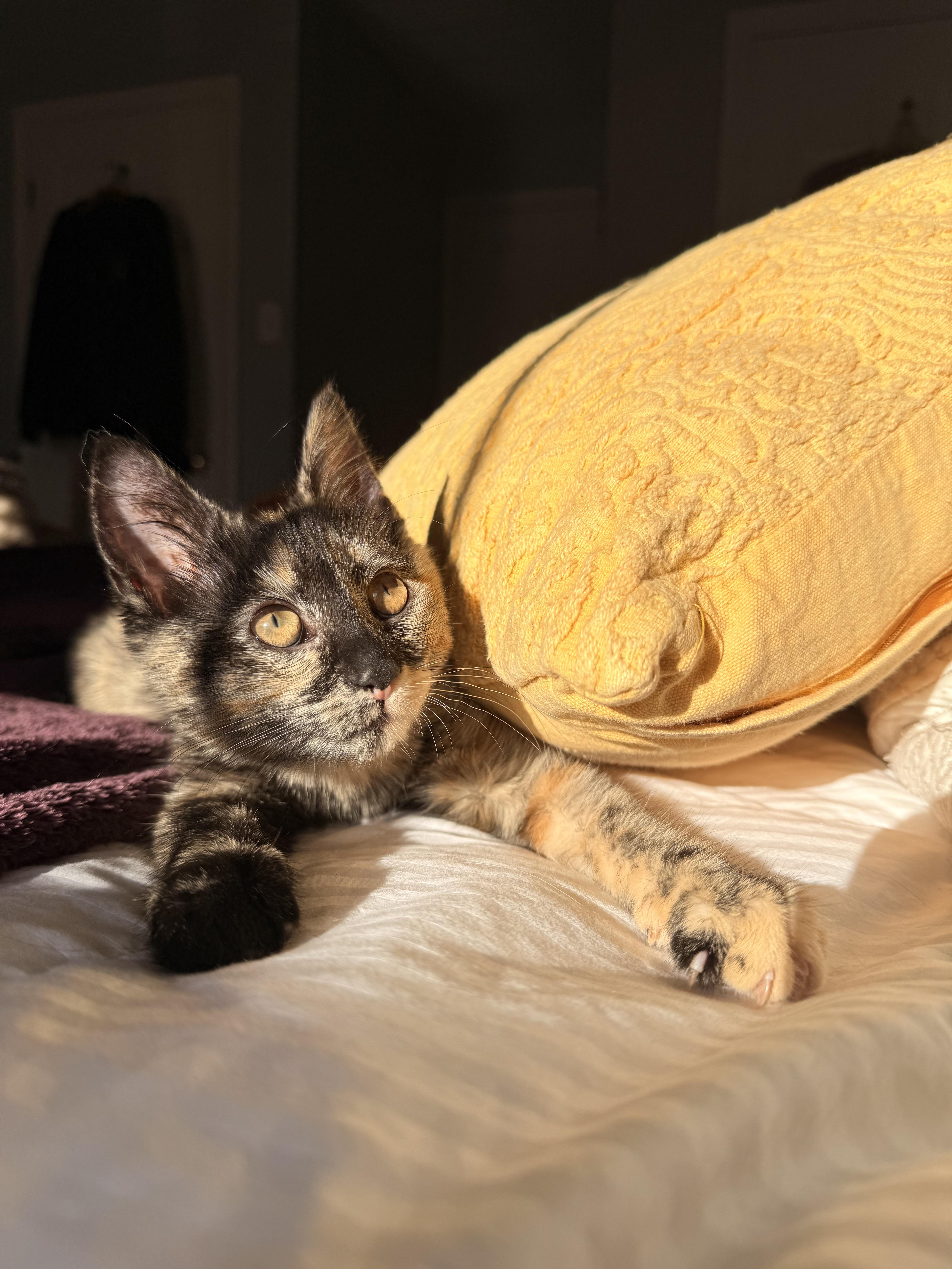 Enlarge Hazel, a ADOPTABLE Tortoiseshell in Philadelphia, PA image 4/5