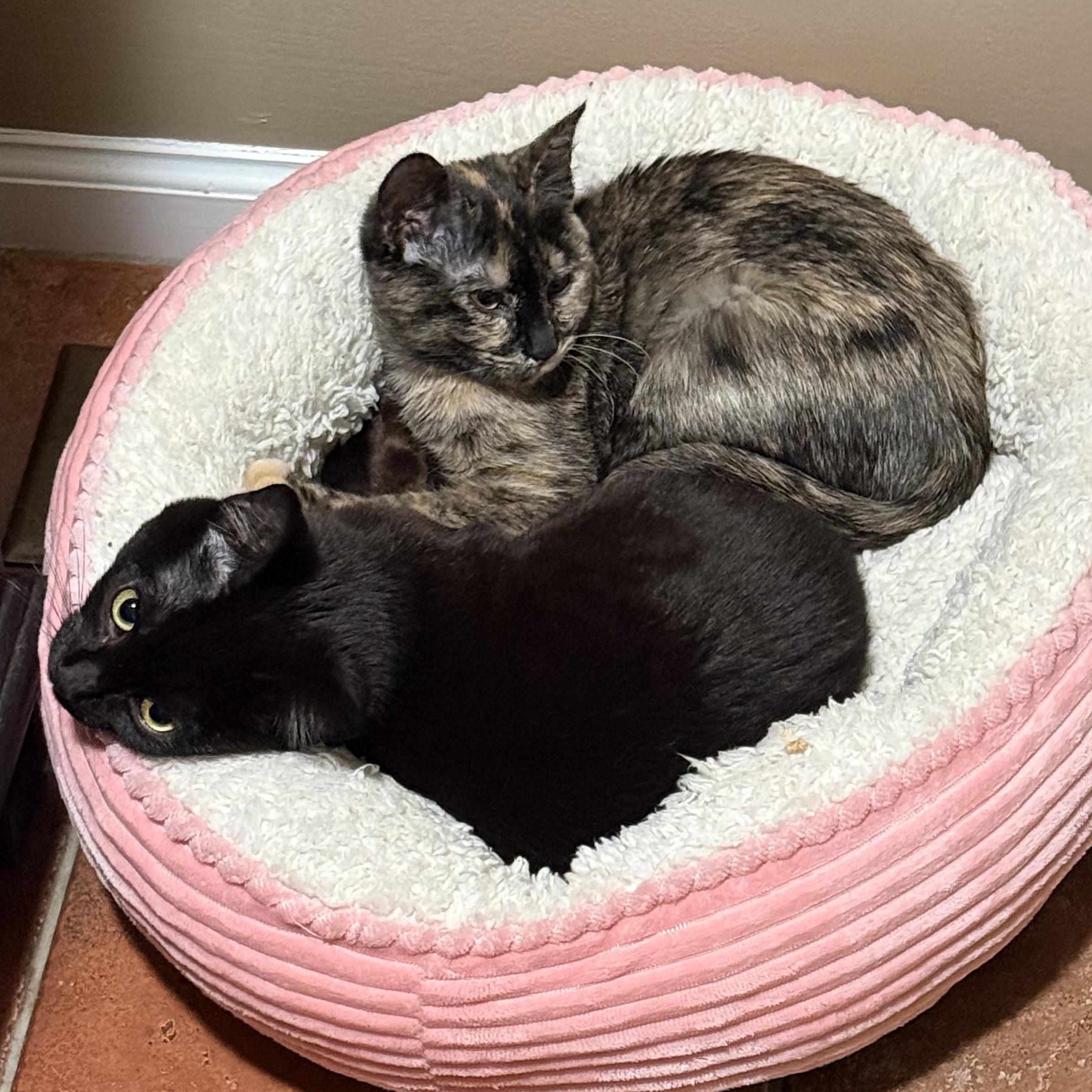 Enlarge Hazel, a ADOPTABLE Tortoiseshell in Philadelphia, PA image 3/6