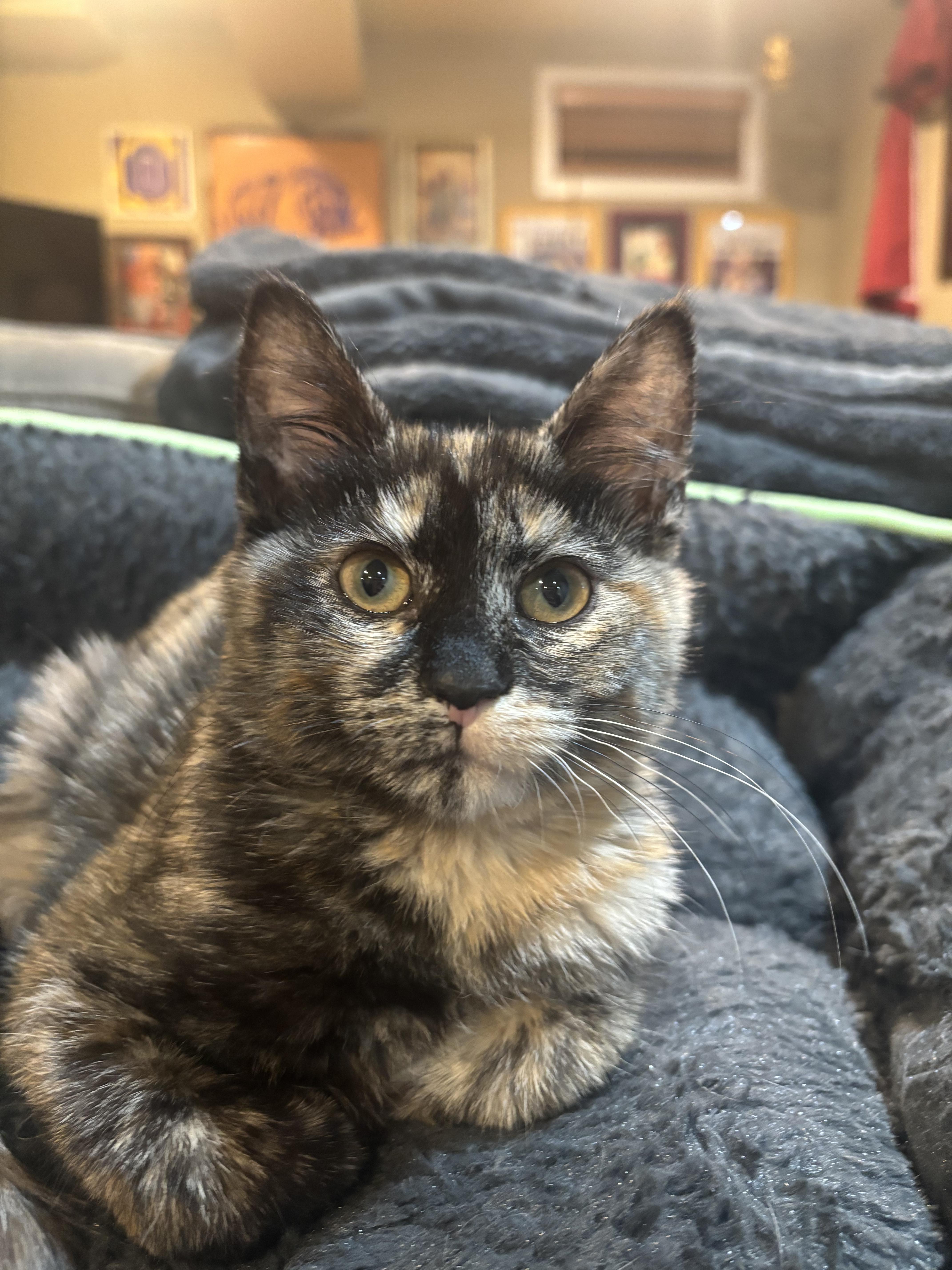 Enlarge Hazel, a ADOPTABLE Tortoiseshell in Philadelphia, PA image 2/5