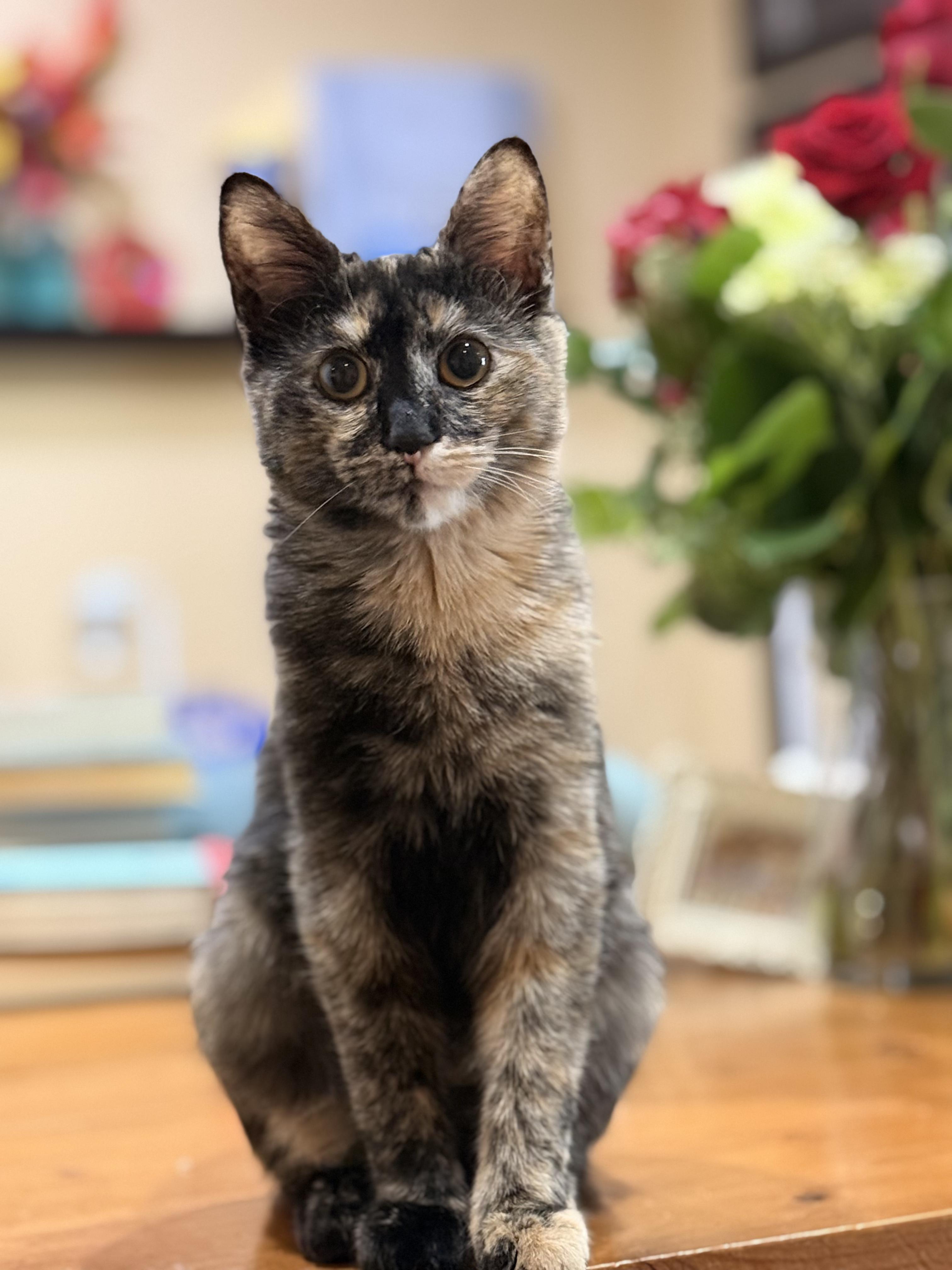 Hazel, ADOPTABLE, Kitten Female Tortoiseshell.