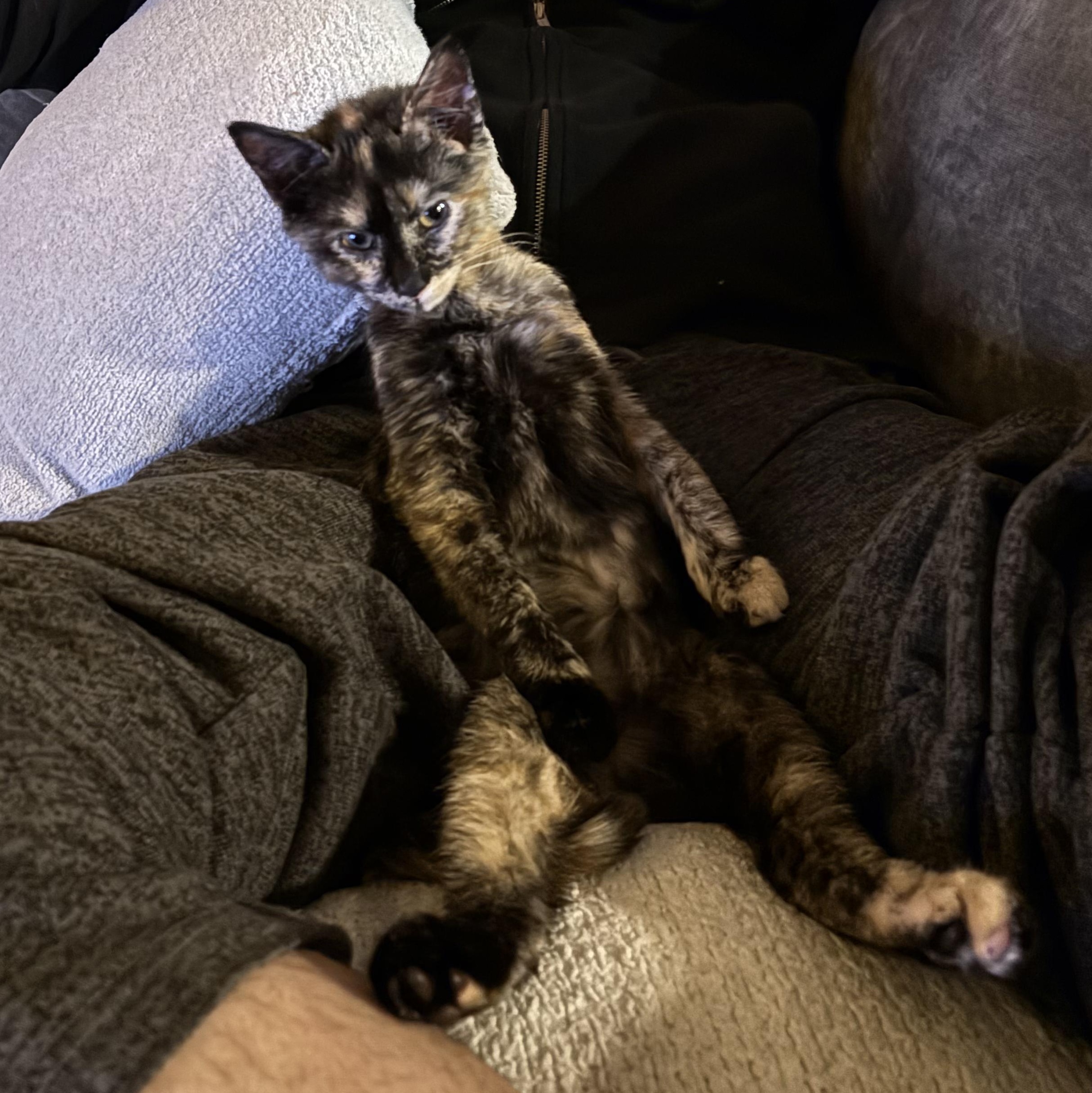 Enlarge Hazel, a ADOPTABLE Tortoiseshell in Philadelphia, PA image 5/6