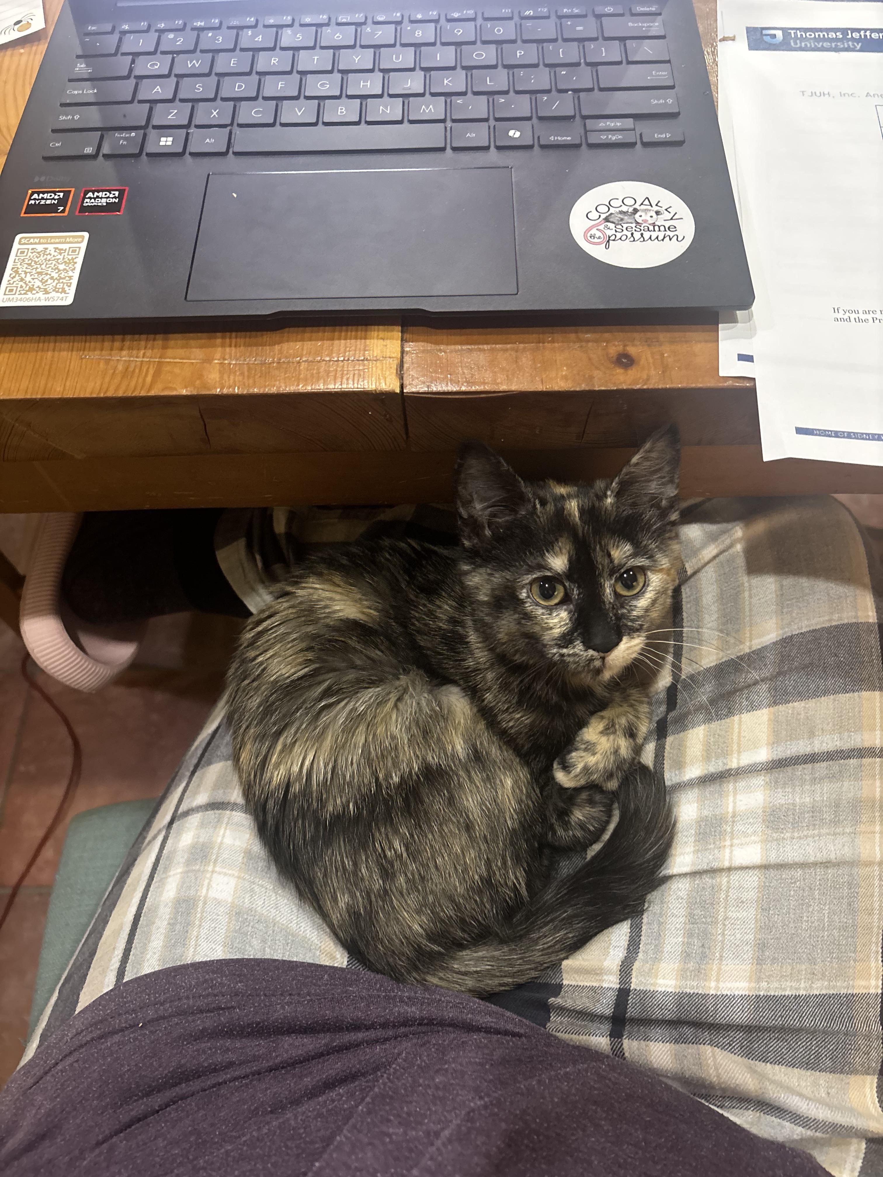 Enlarge Hazel, a ADOPTABLE Tortoiseshell in Philadelphia, PA image 3/5