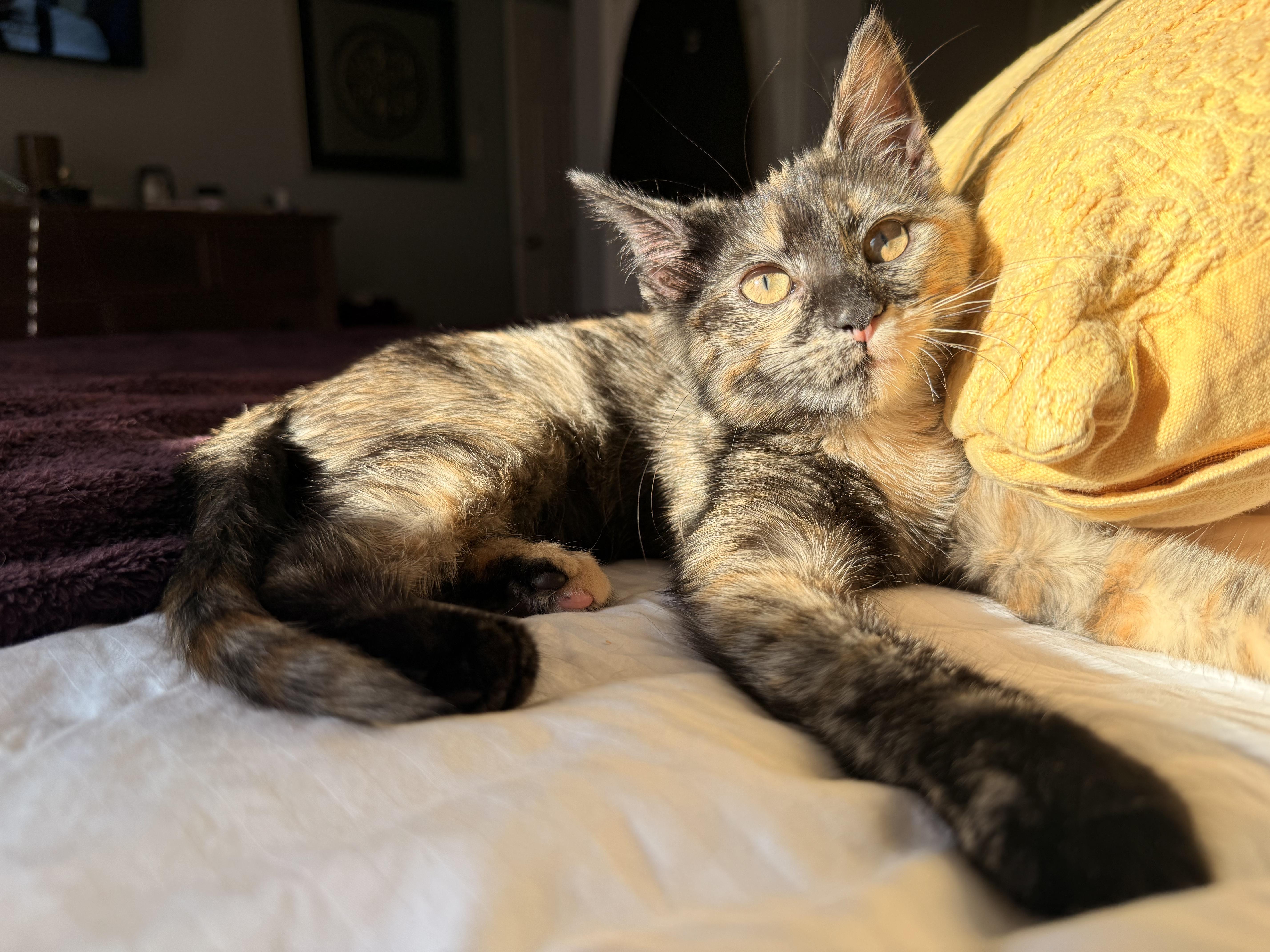 Hazel, ADOPTABLE, Kitten Female Tortoiseshell.
