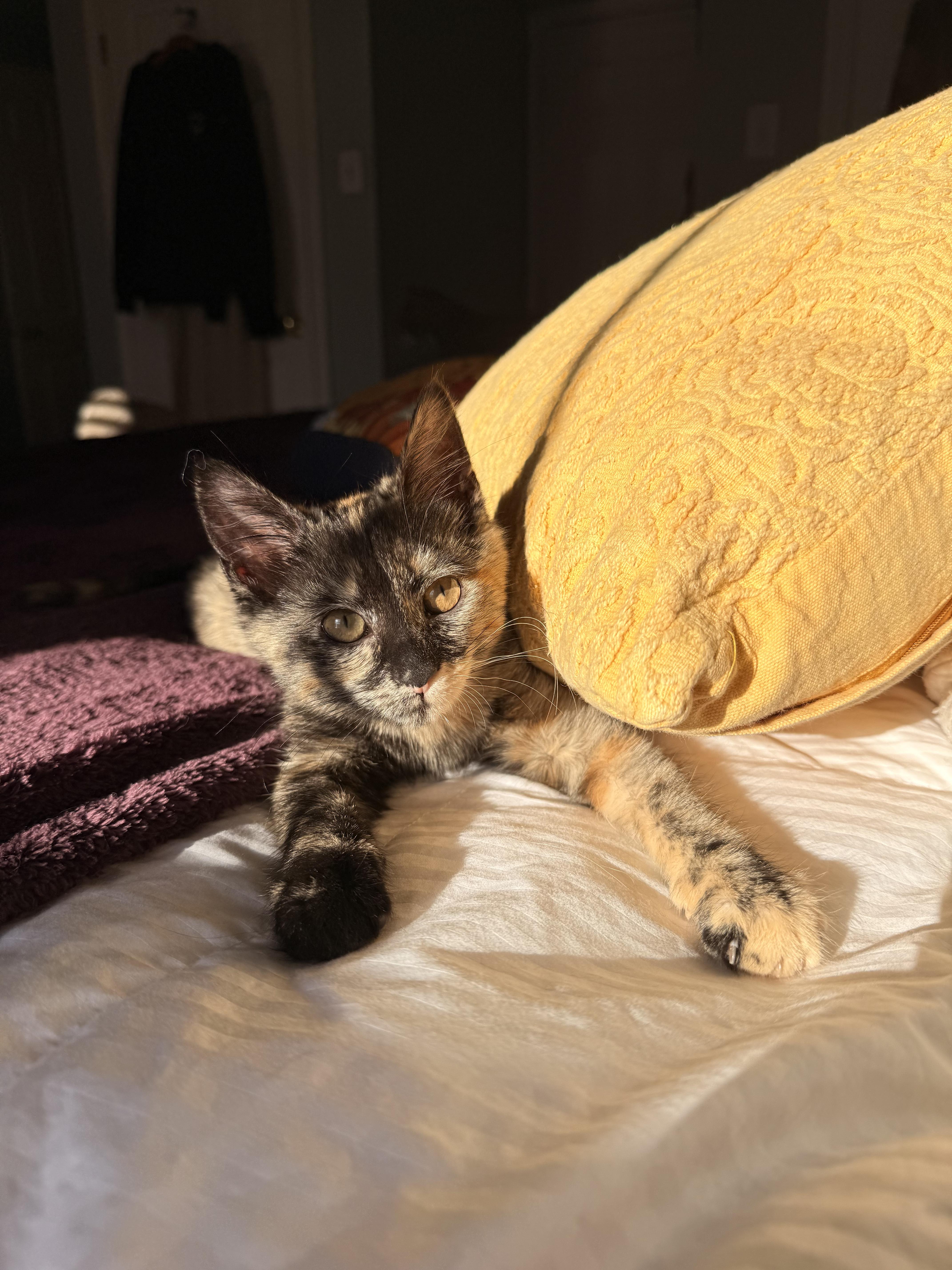 Enlarge Hazel, a ADOPTABLE Tortoiseshell in Philadelphia, PA image 5/5