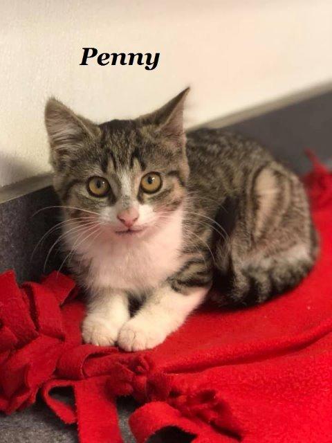 Penny Lane, Adoptable, Adult Female Tabby & Domestic Short Hair.
