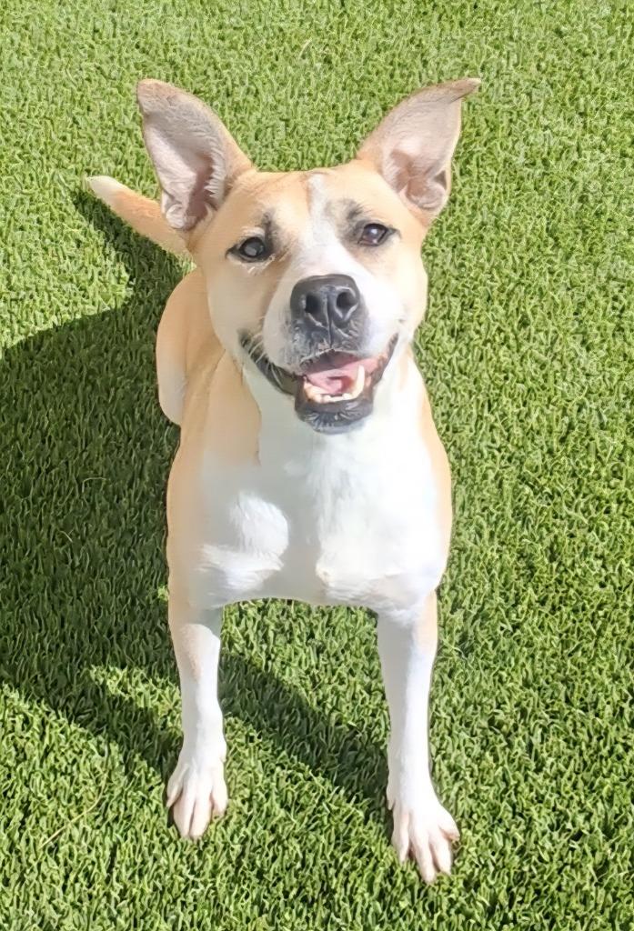 Lola, Adoptable, Adult Male Mixed Breed.