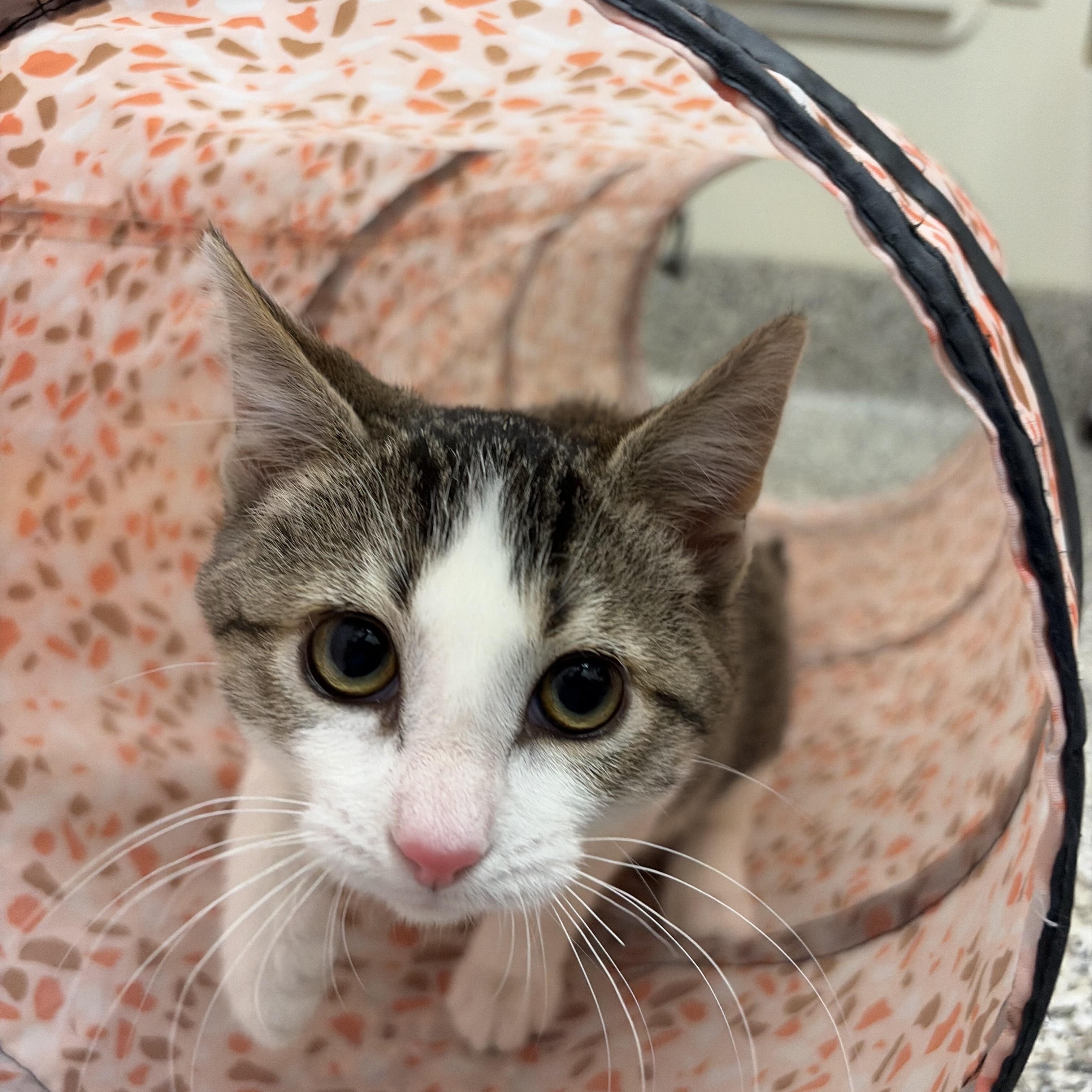 Kimchi, a Adoptable American Shorthair in St. John, IN image 1/3