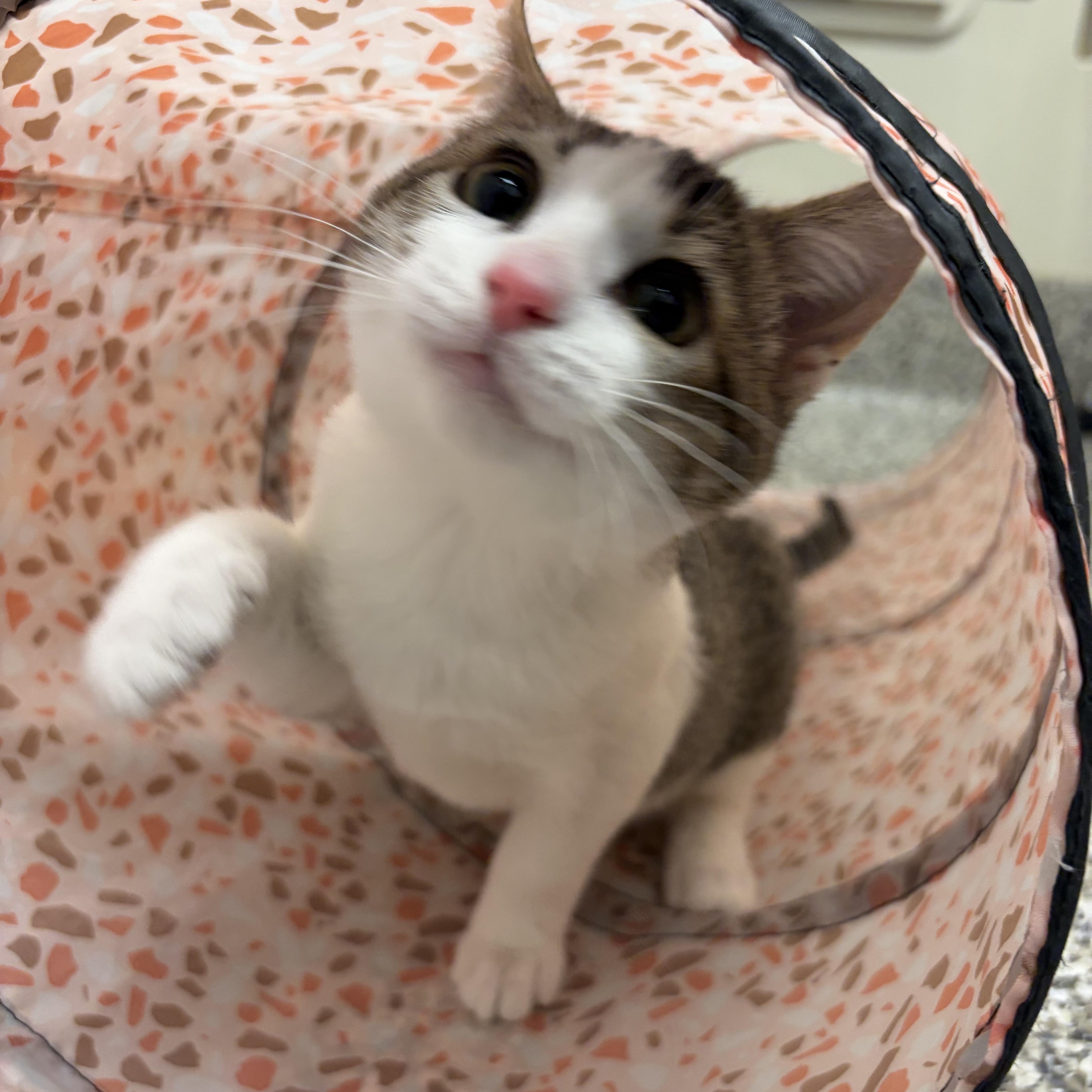 Kimchi, a Adoptable American Shorthair in St. John, IN image 2/3