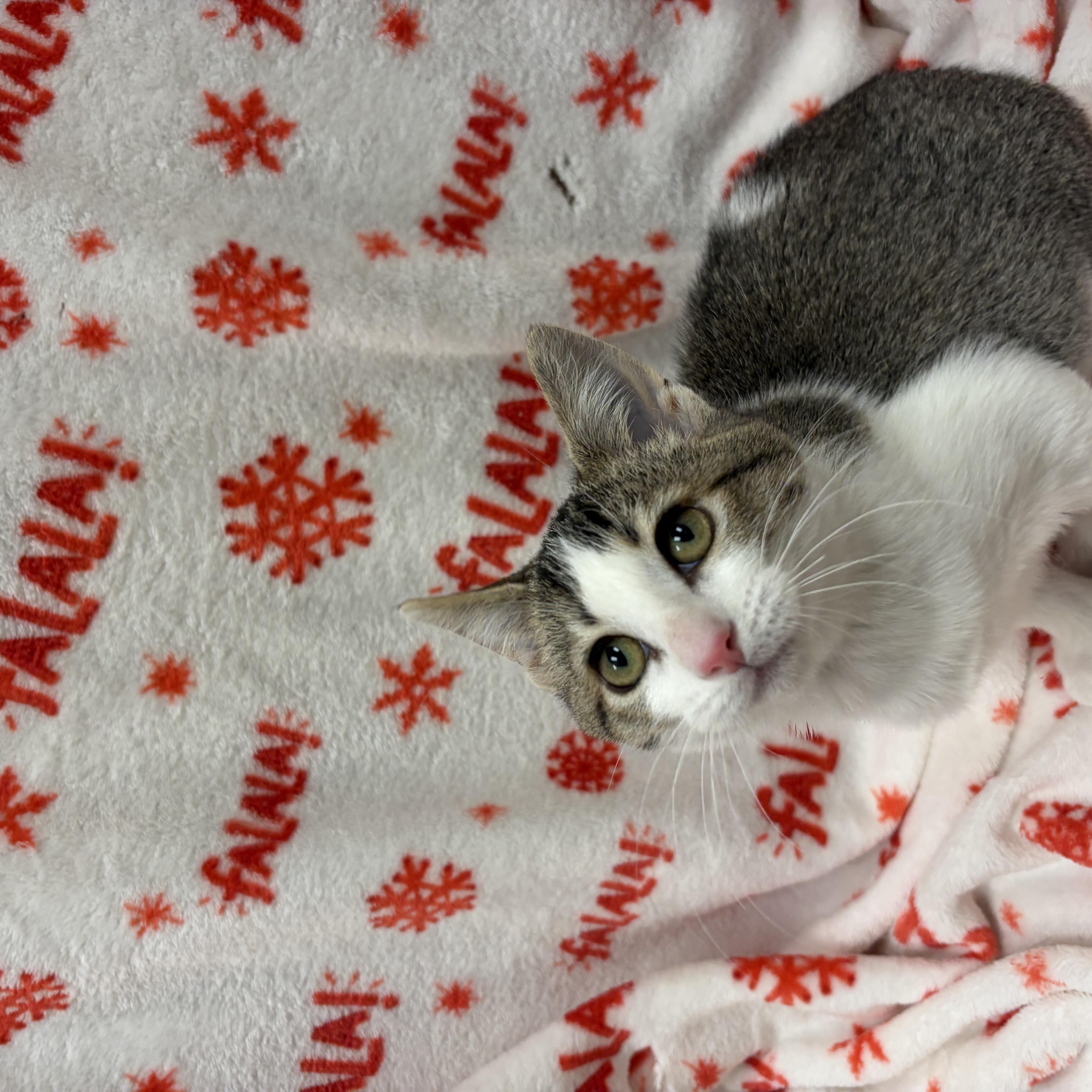 Kimchi, a Adoptable American Shorthair in St. John, IN image 3/3