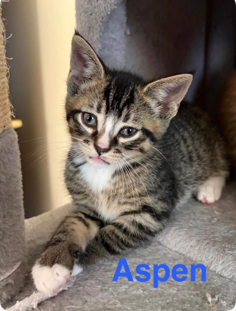 Aspen, Adopted, Kitten Male Domestic Short Hair.