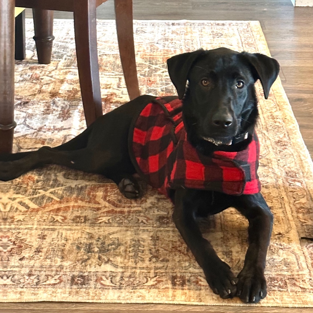 Cardi, a Adopted Black Labrador Retriever in Auburn, WA image 6/6