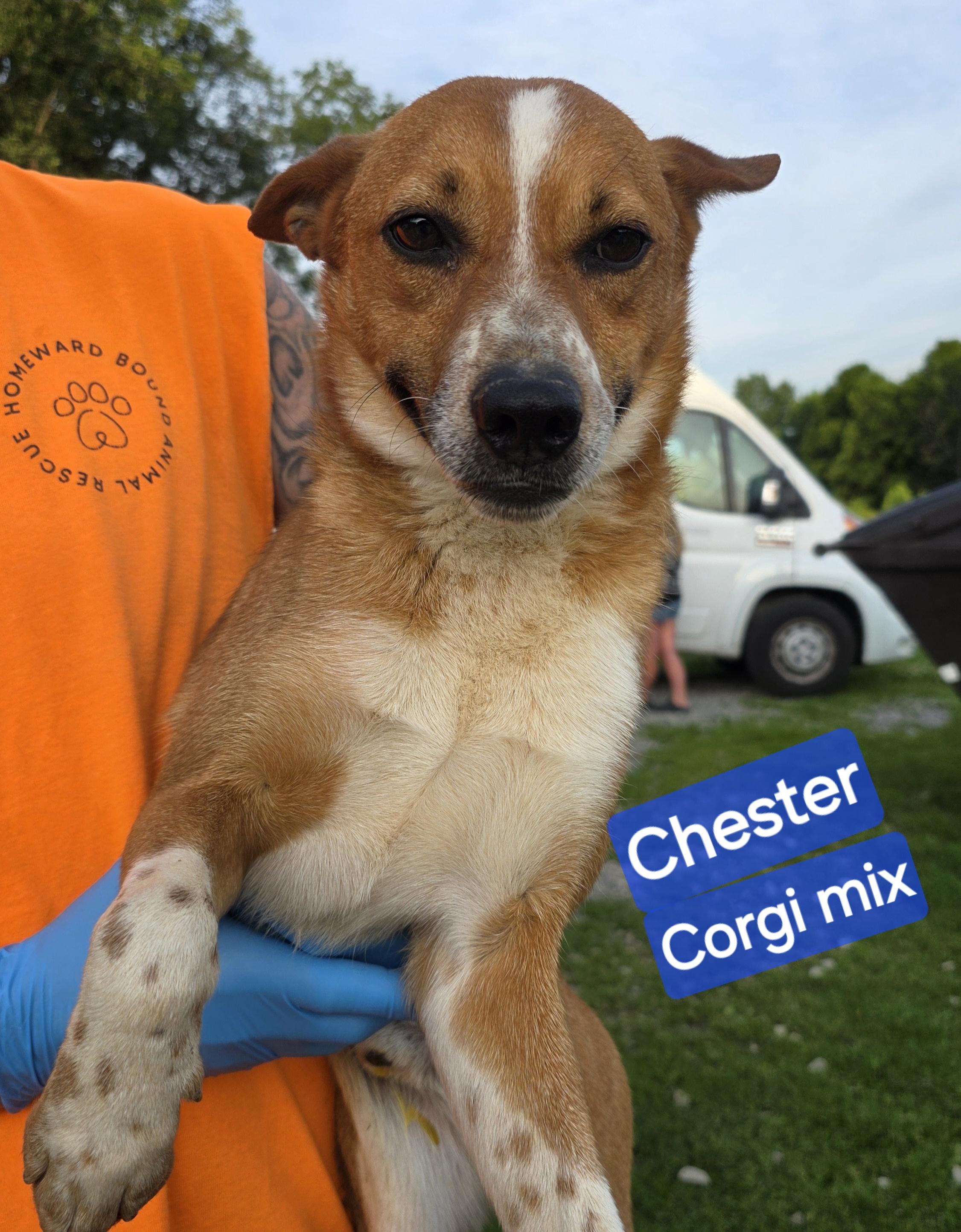 Enlarge Chester, a Adoptable mixed breed in Wheelersburg, OH image 2/4
