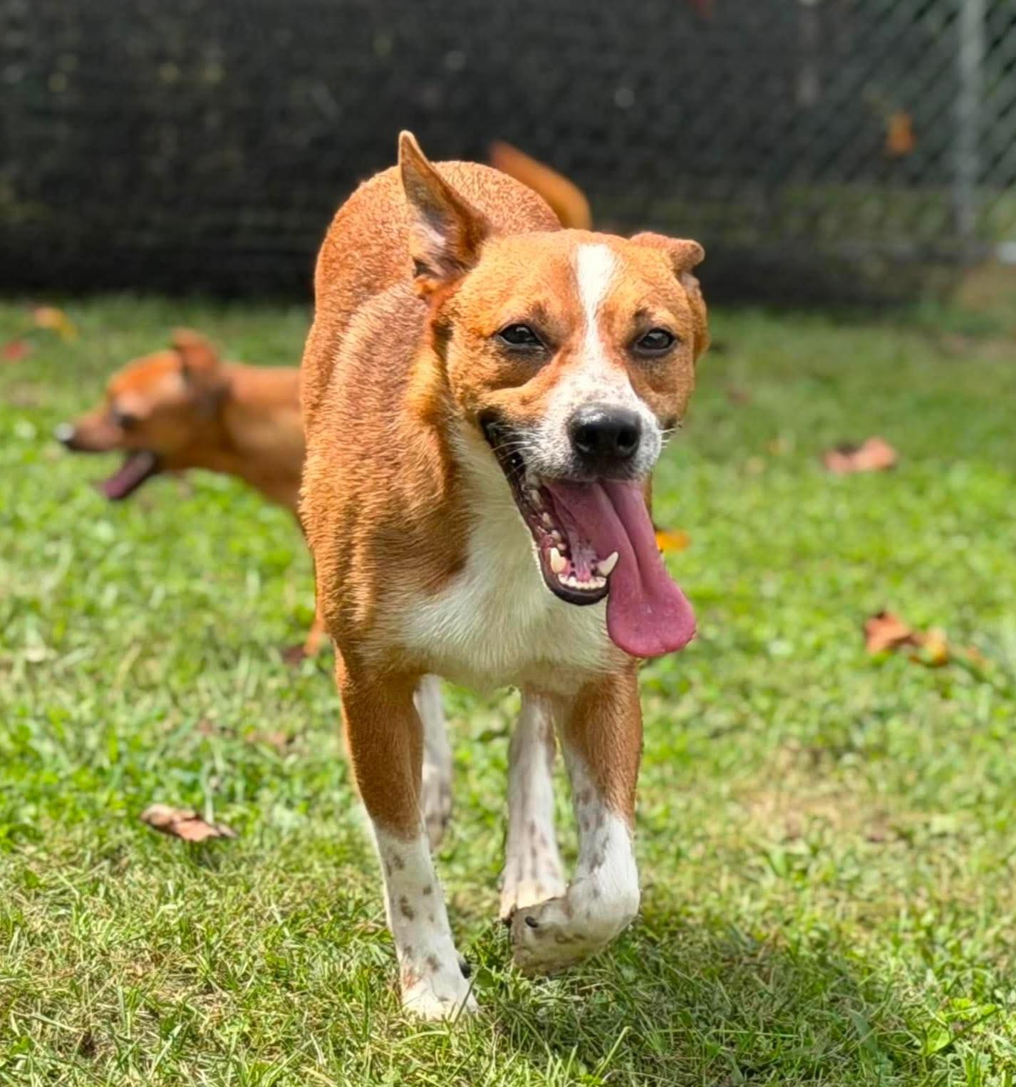 Enlarge Chester, a Adoptable mixed breed in Wheelersburg, OH image 3/4