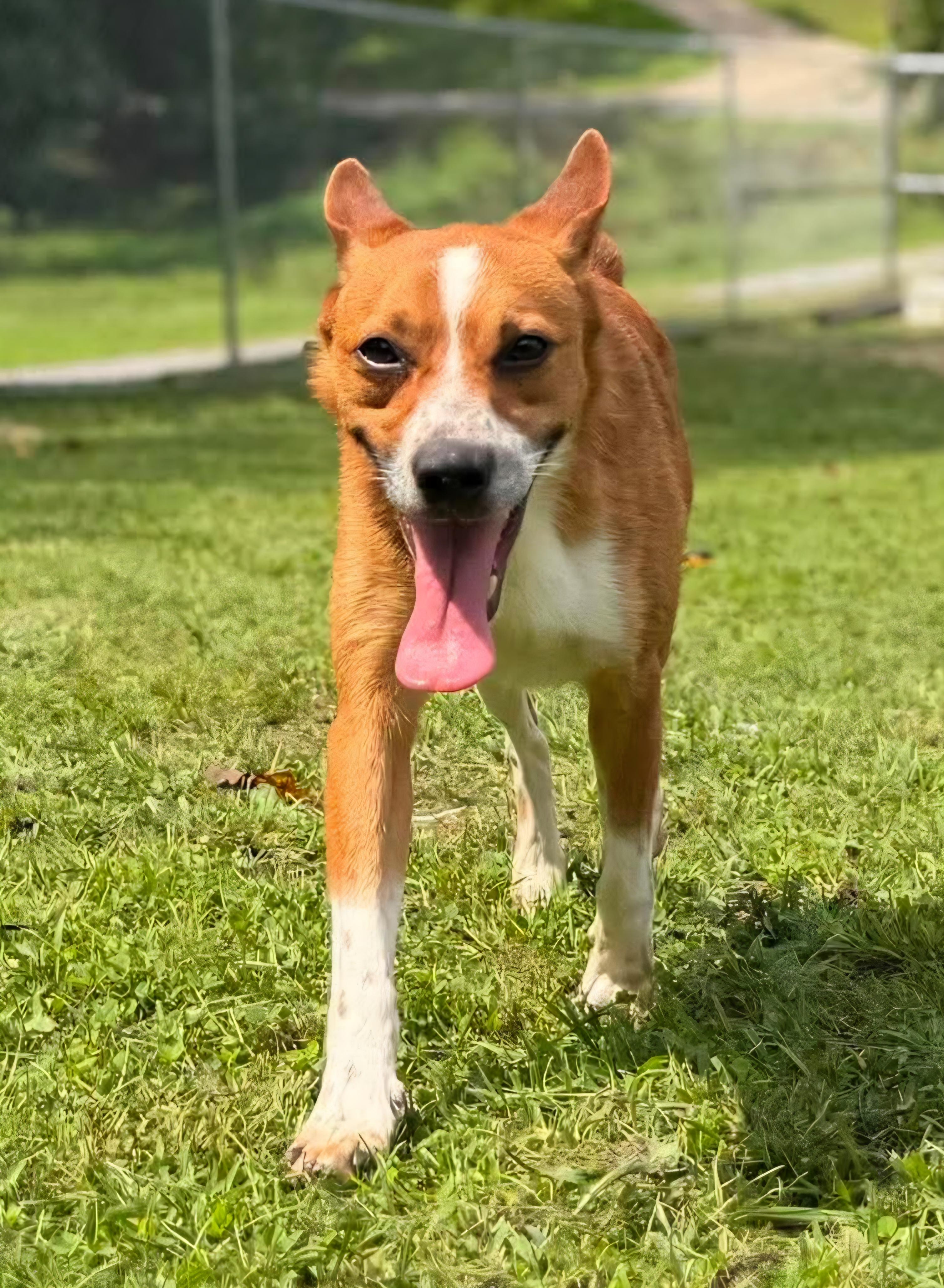 Enlarge Chester, a Adoptable mixed breed in Wheelersburg, OH image 4/4