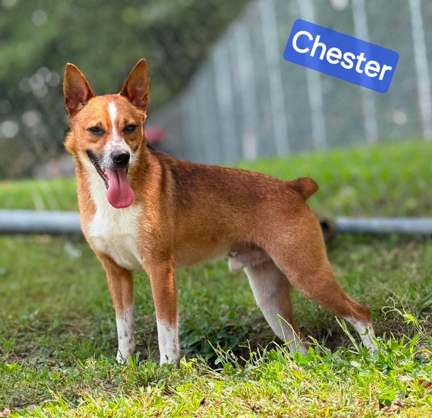Chester, Adoptable, Young Male Corgi.