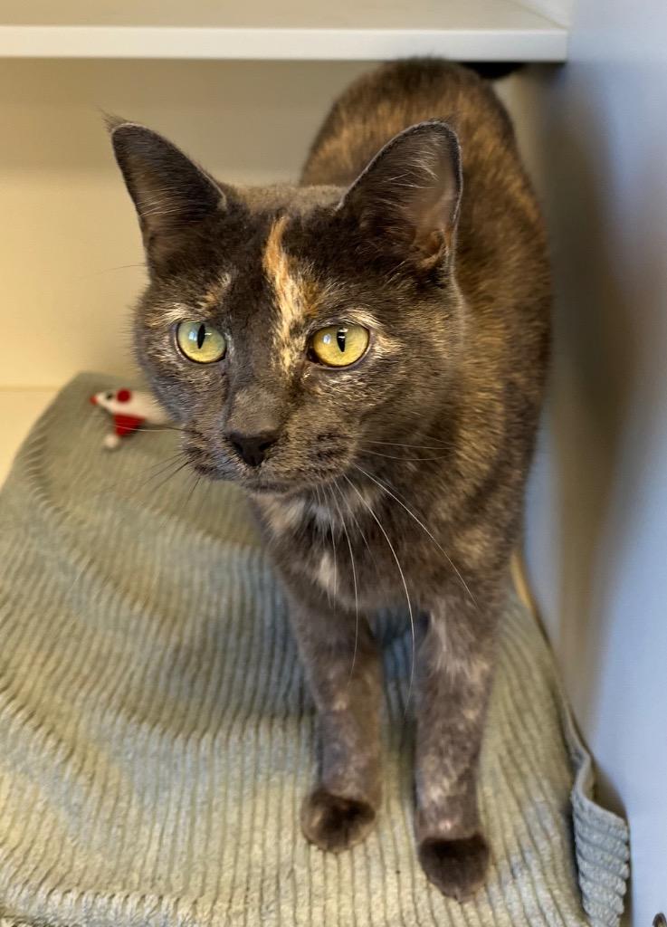 Bassett, a Adoptable mixed breed in Greenfield, IN image 1/2