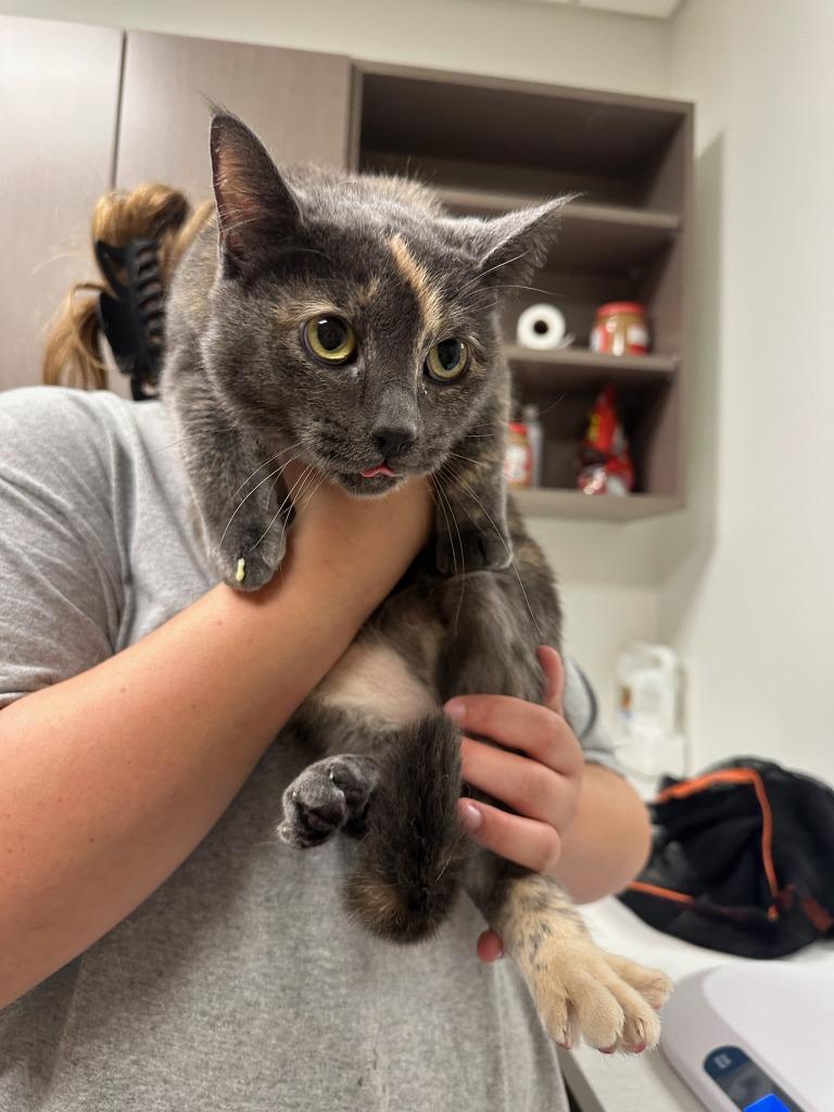 Bassett, a Adoptable mixed breed in Greenfield, IN image 2/2