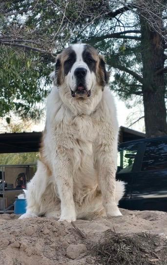 Double The Love, Not Double Trouble, ADOPTABLE, Adult Male Saint Bernard & Great Pyrenees.