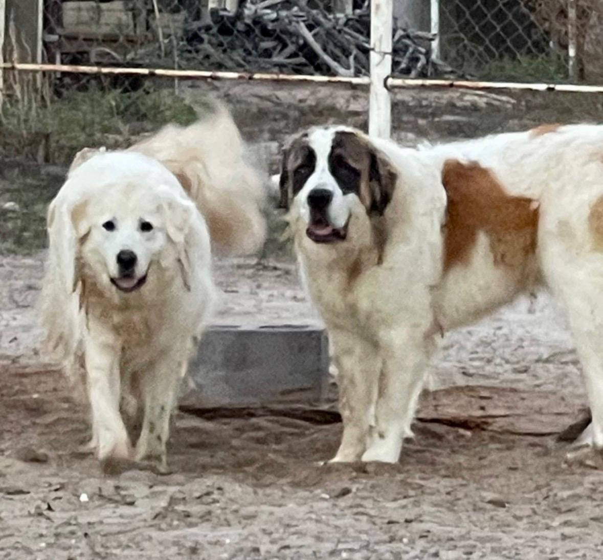 Double The Love, Not Double Trouble, a ADOPTABLE mixed breed in Magnolia, TX image 3/3