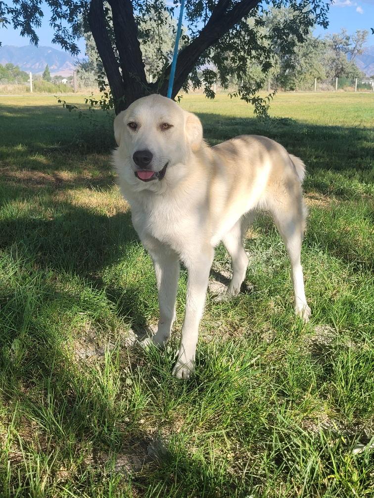 Enlarge Kuiu/Mia, a Adopted mixed breed in Bountiful, UT image 2/3