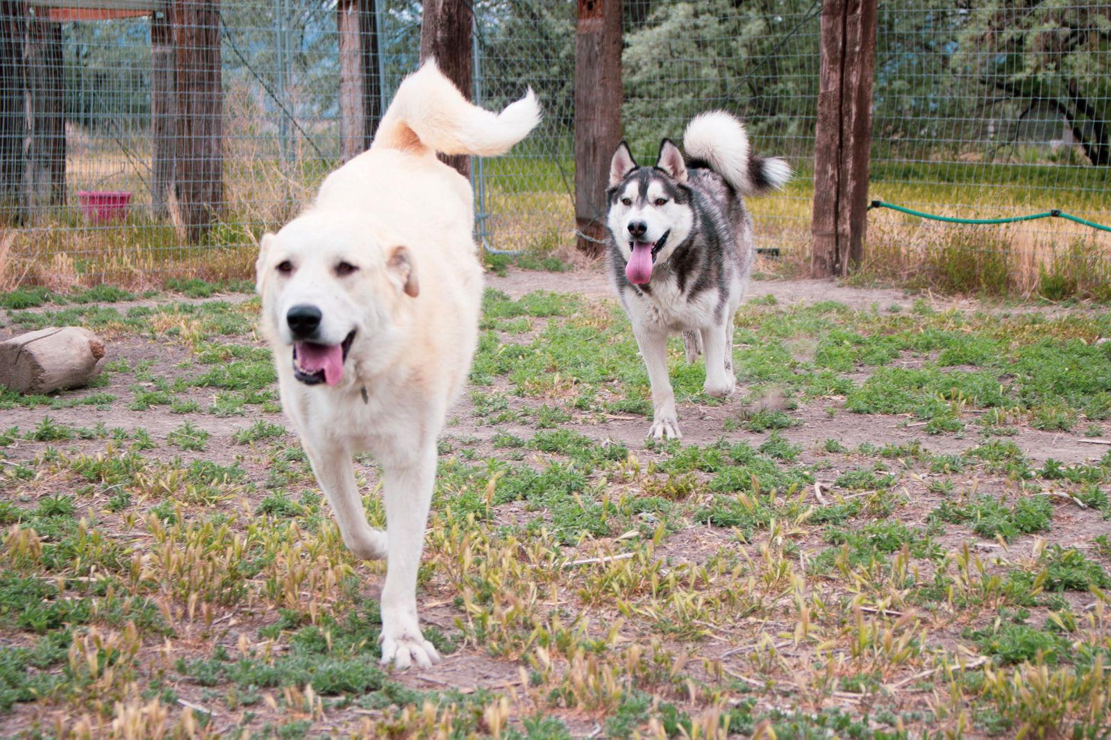 Enlarge Kuiu/Mia, a Adopted mixed breed in Bountiful, UT image 3/3