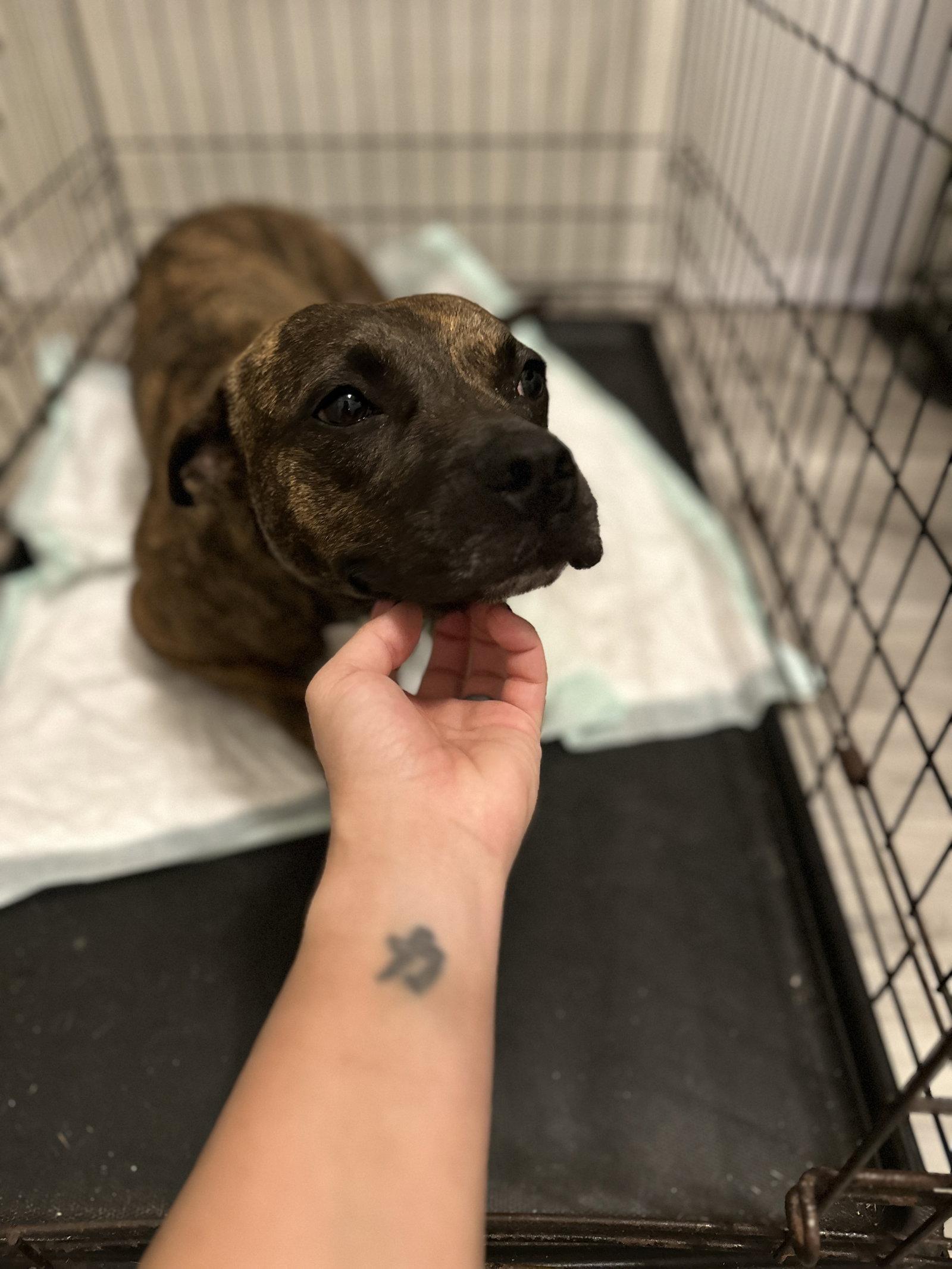 Sissy - The Three Legged Sweetheart, Adoptable, Adult Female Pit Bull Terrier.