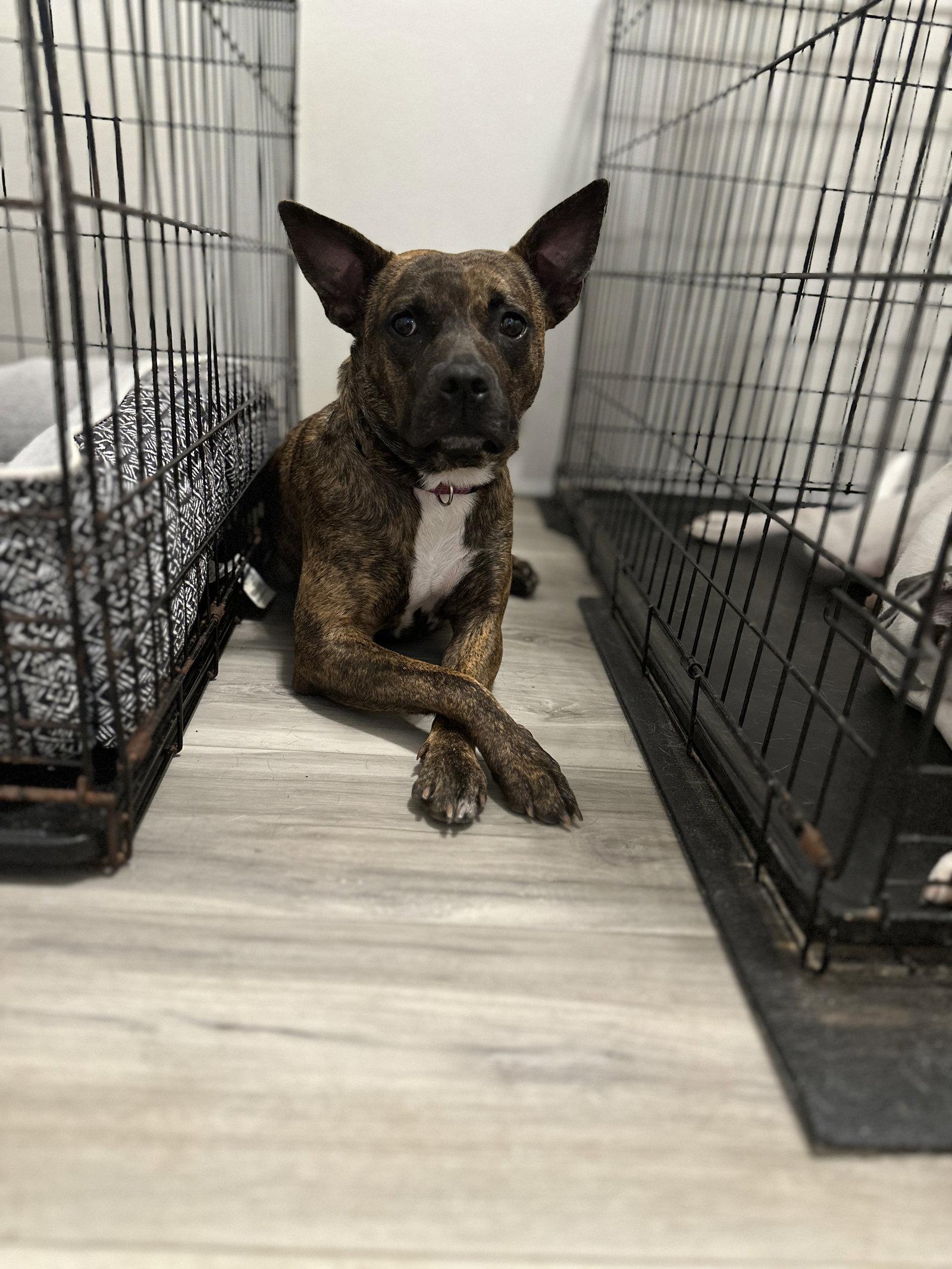 Sissy - The Three Legged Sweetheart, a Adoptable Pit Bull Terrier in Oakhurst, NJ image 2/3