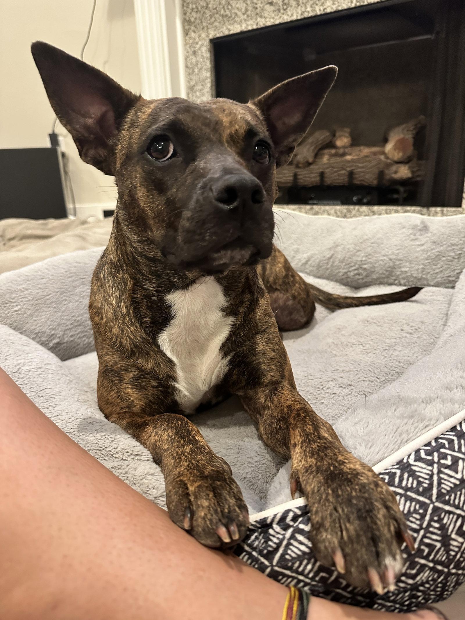 Sissy - The Three Legged Sweetheart, a Adoptable Pit Bull Terrier in Oakhurst, NJ image 3/3